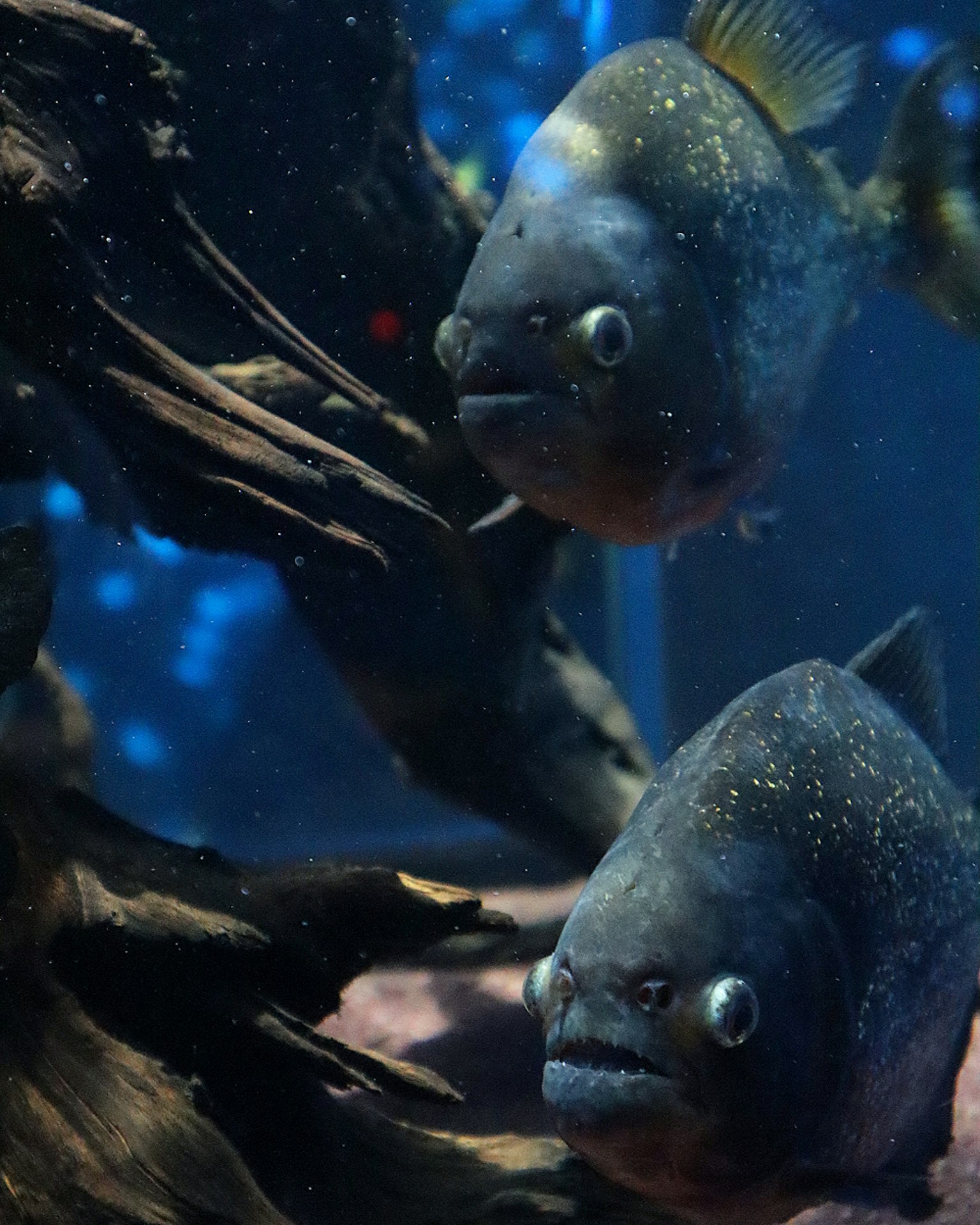 2024-05-aquarium-image-13