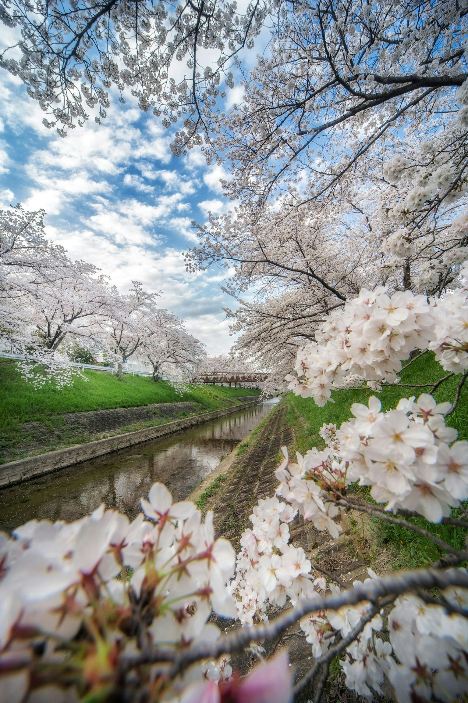2025-04-blossoms-for-you-image-8