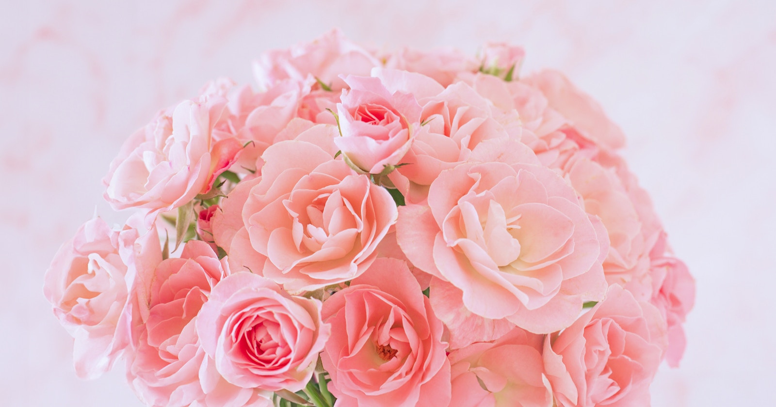 Zum White Day: Blumen und ihre Bedeutungen schenken | Focus #48
