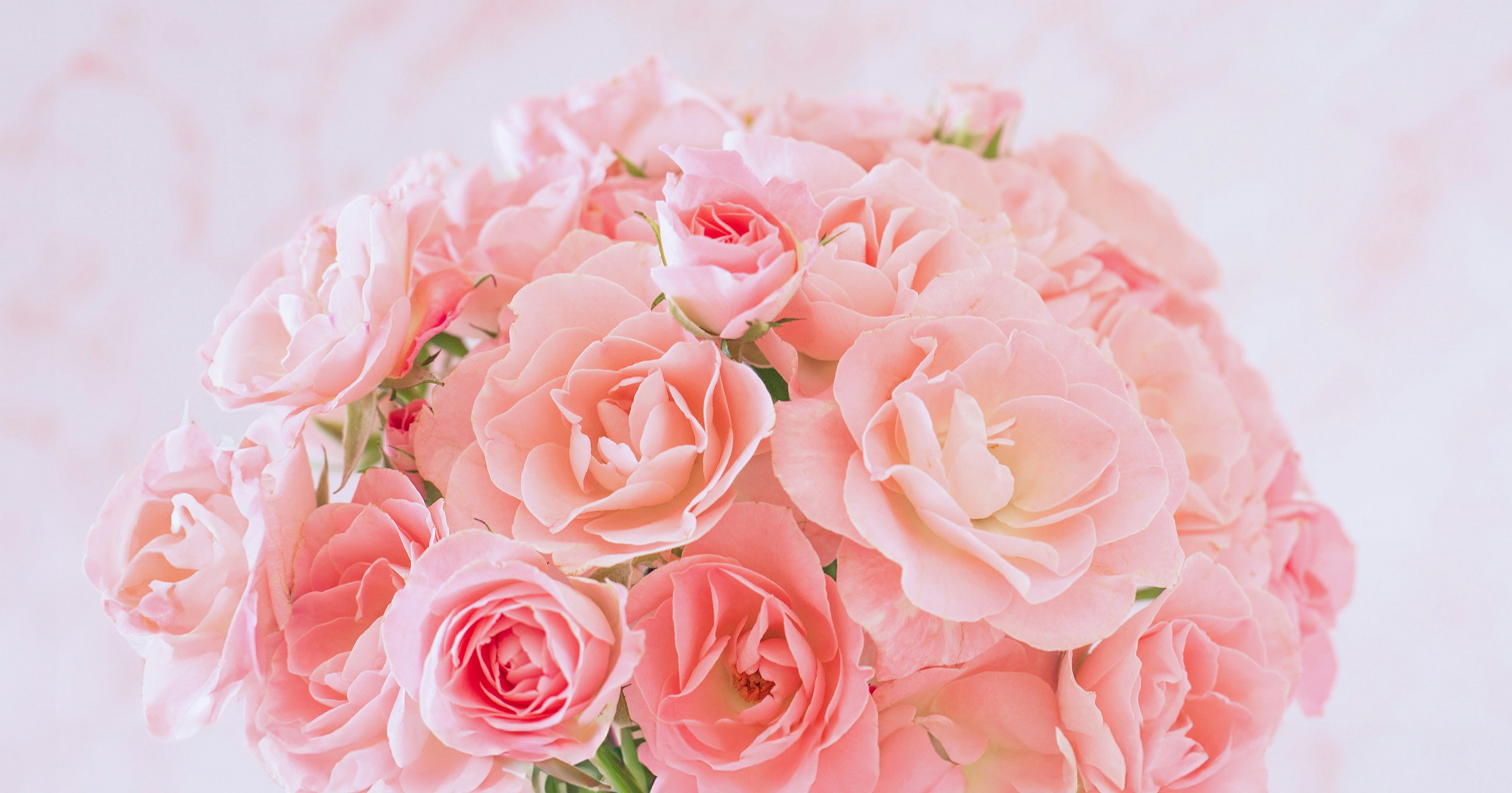 Zum White Day: Blumen und ihre Bedeutungen schenken | Focus #48