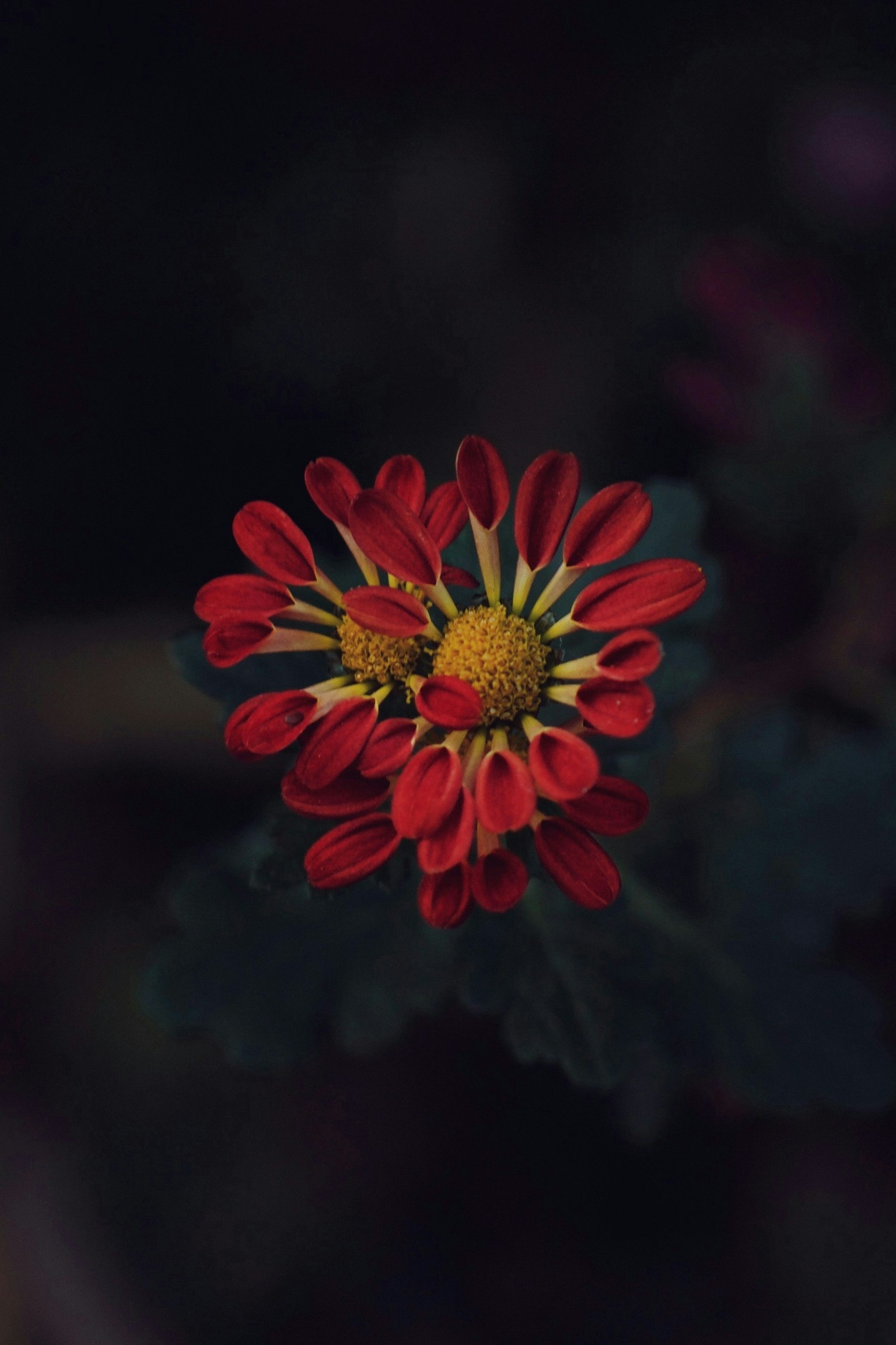 2024-12-2024-image-8