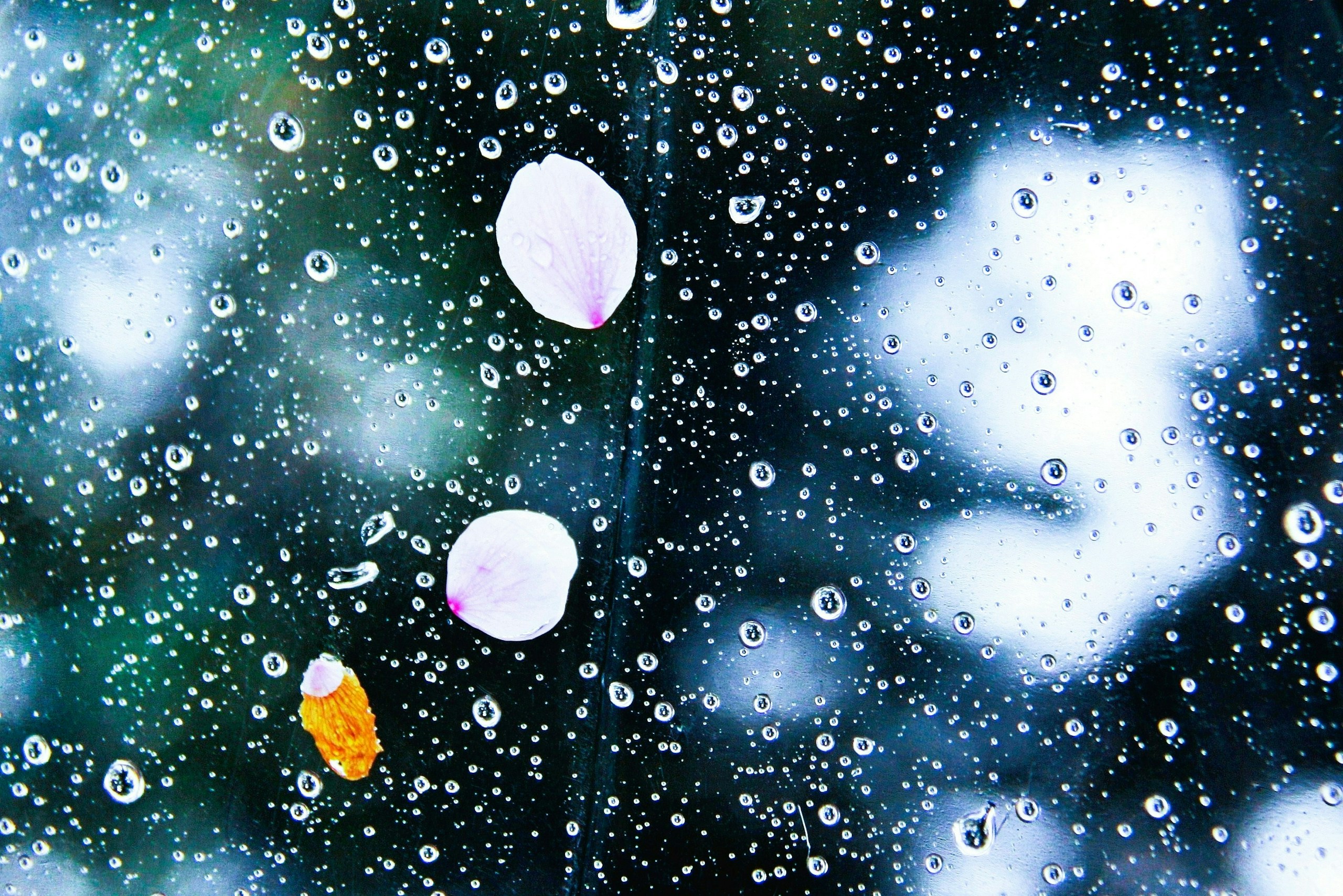 2026-05-in-the-rain-image-8