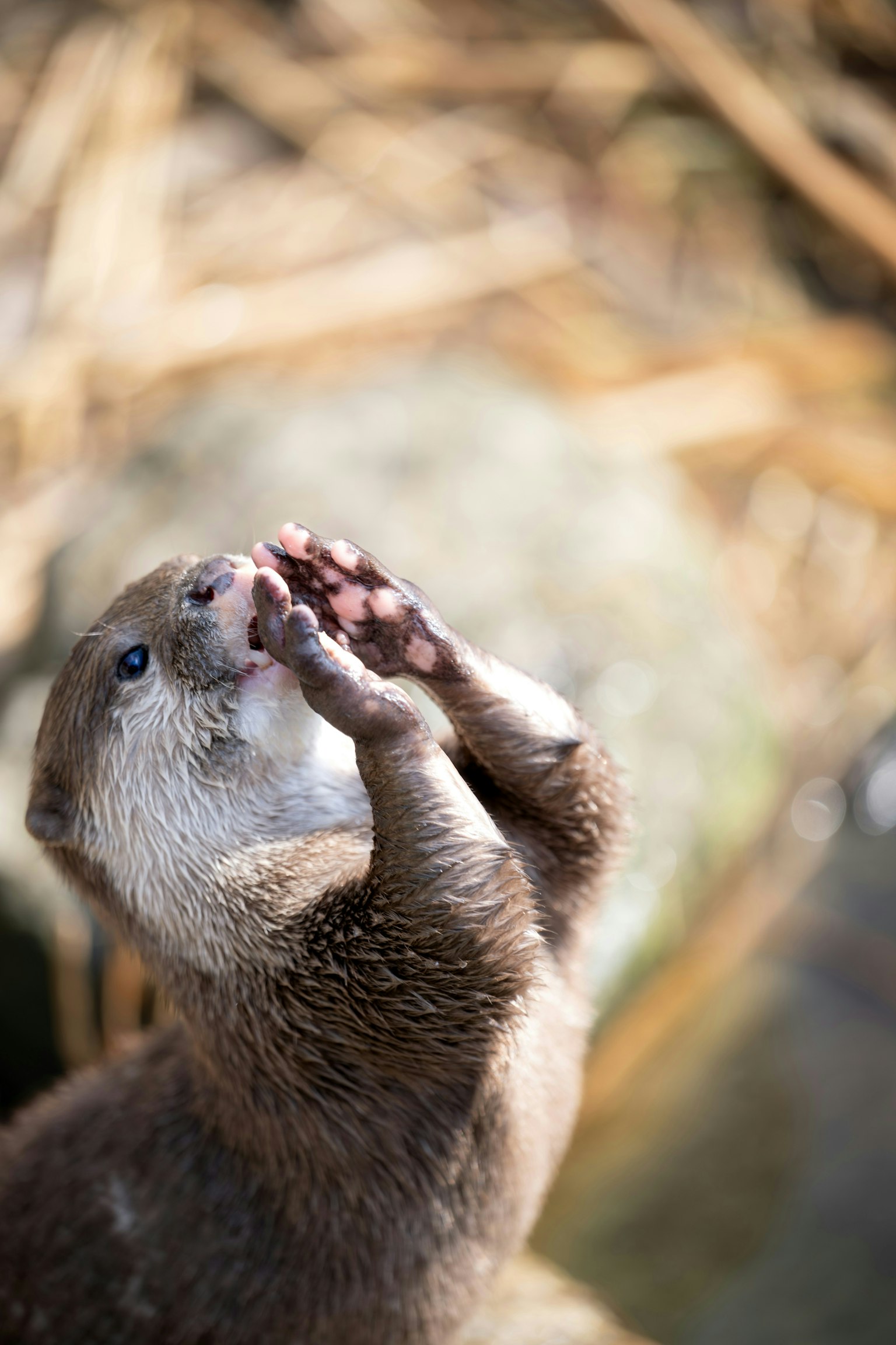 2025-04-hal-nikon-z8-multi-genre-photo-image-12