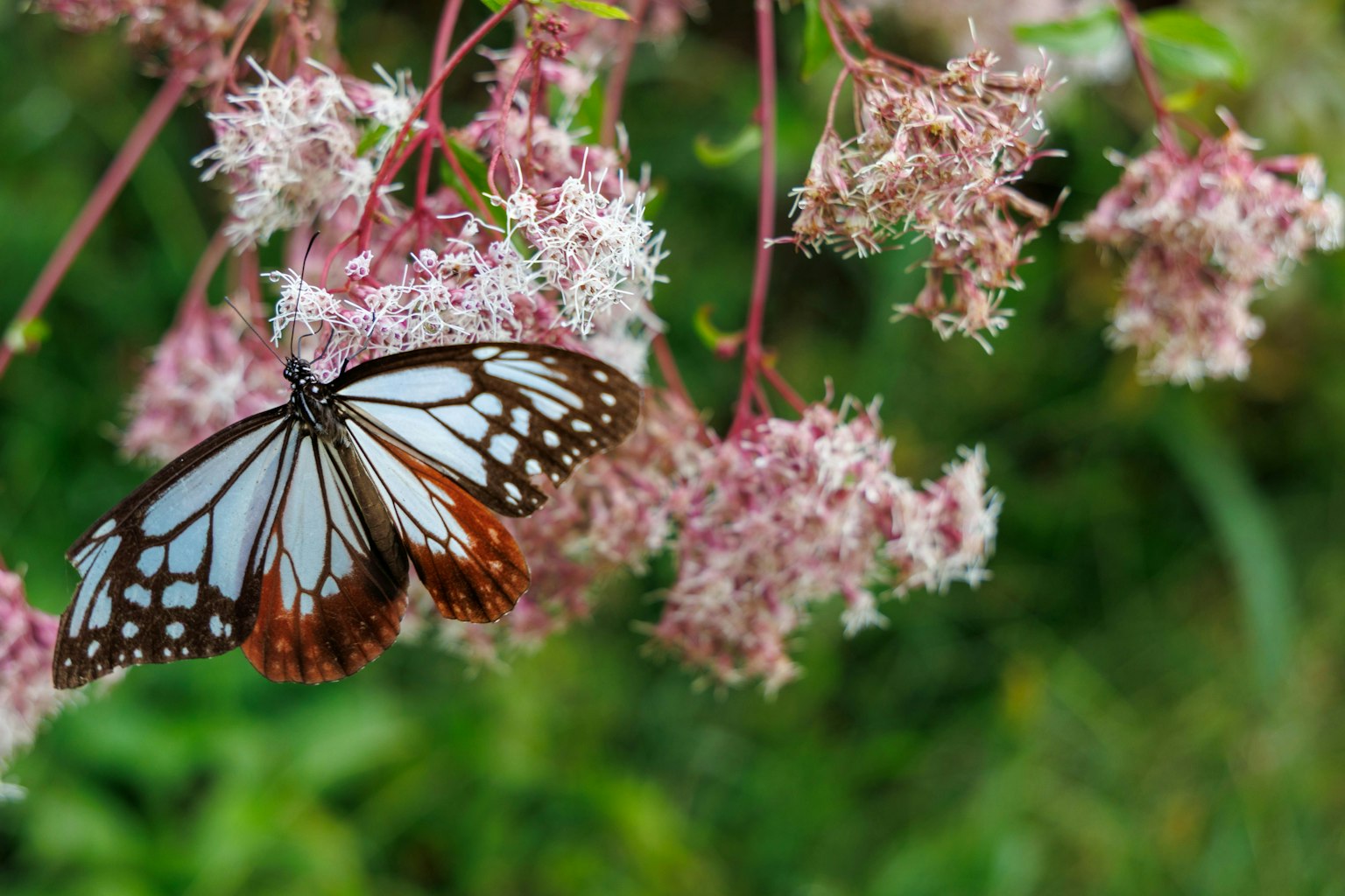 2025-10-pick-up-photos-no-229-233-image-9