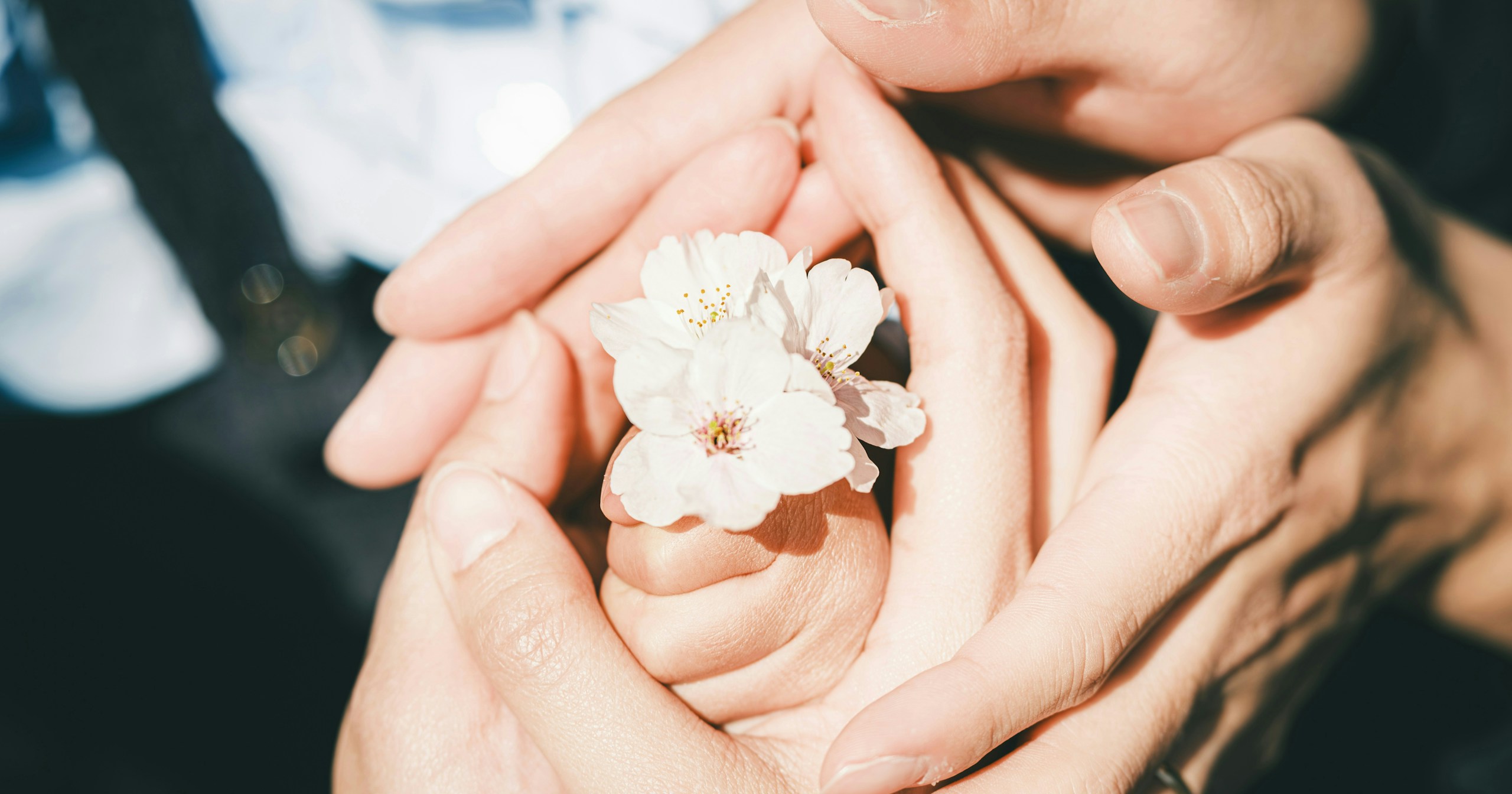 Pengumuman Pemenang cizucu 'Blossoms for You' | Challenge #229