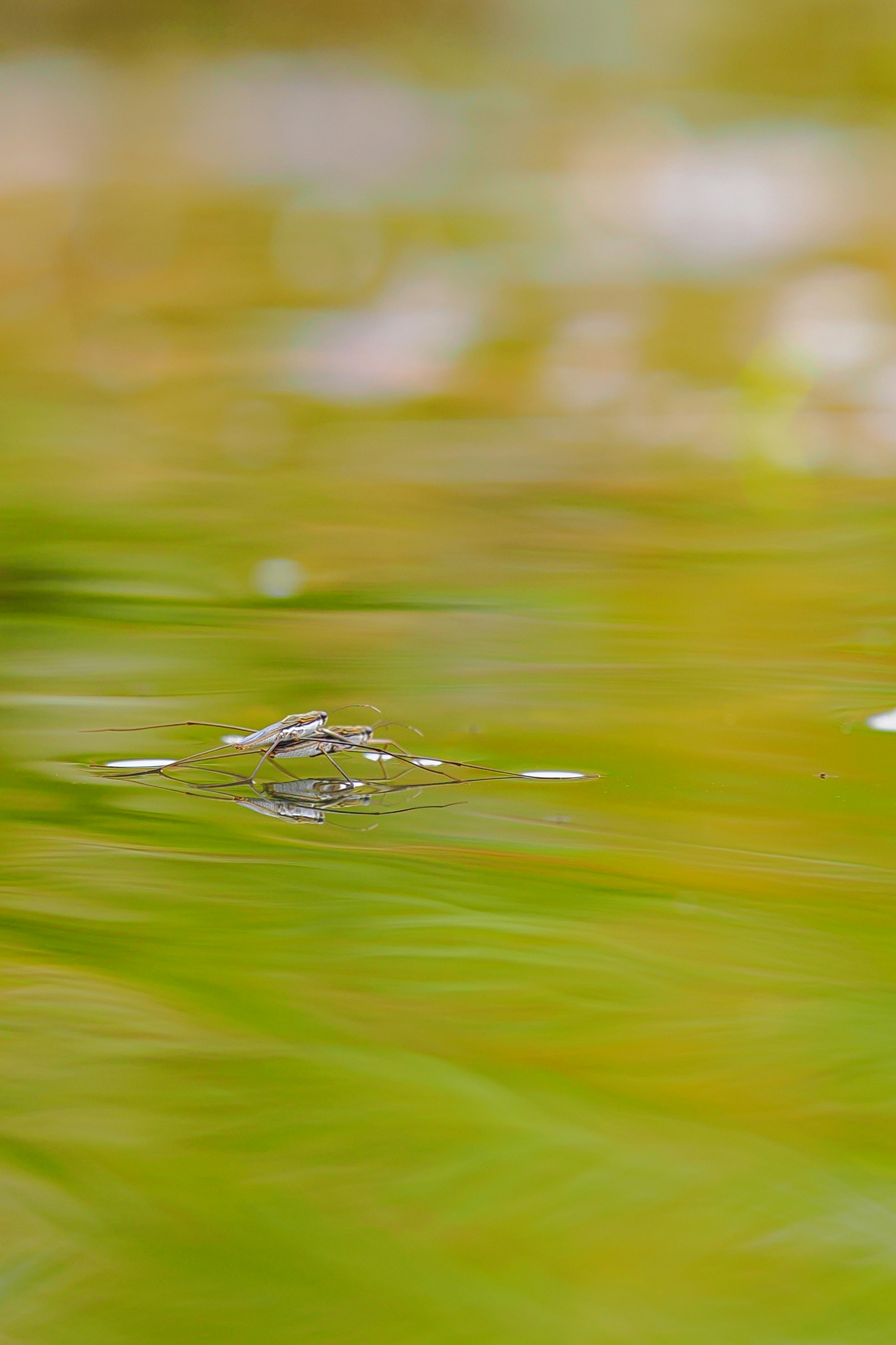 2026-05-greenery-image-5