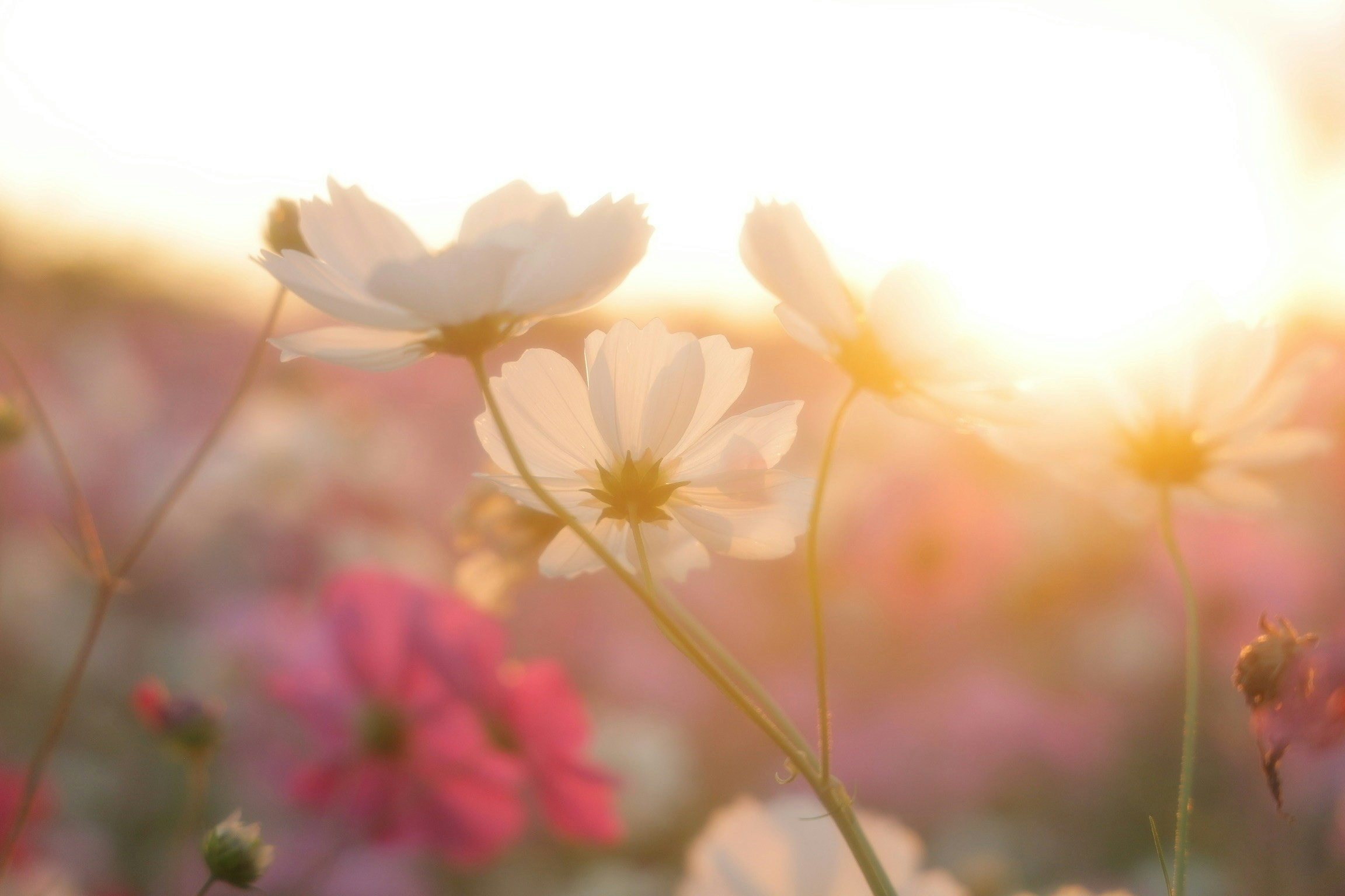 2026-09-autumn-cosmos-scenes-image-8
