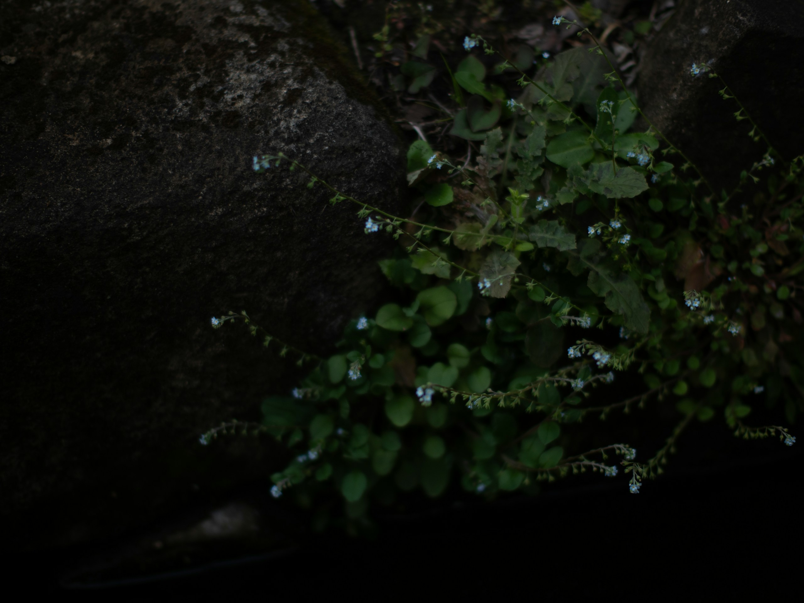 Image by 蒼*