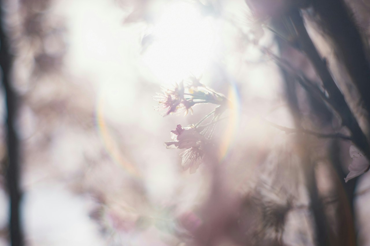 Photo by さわ
