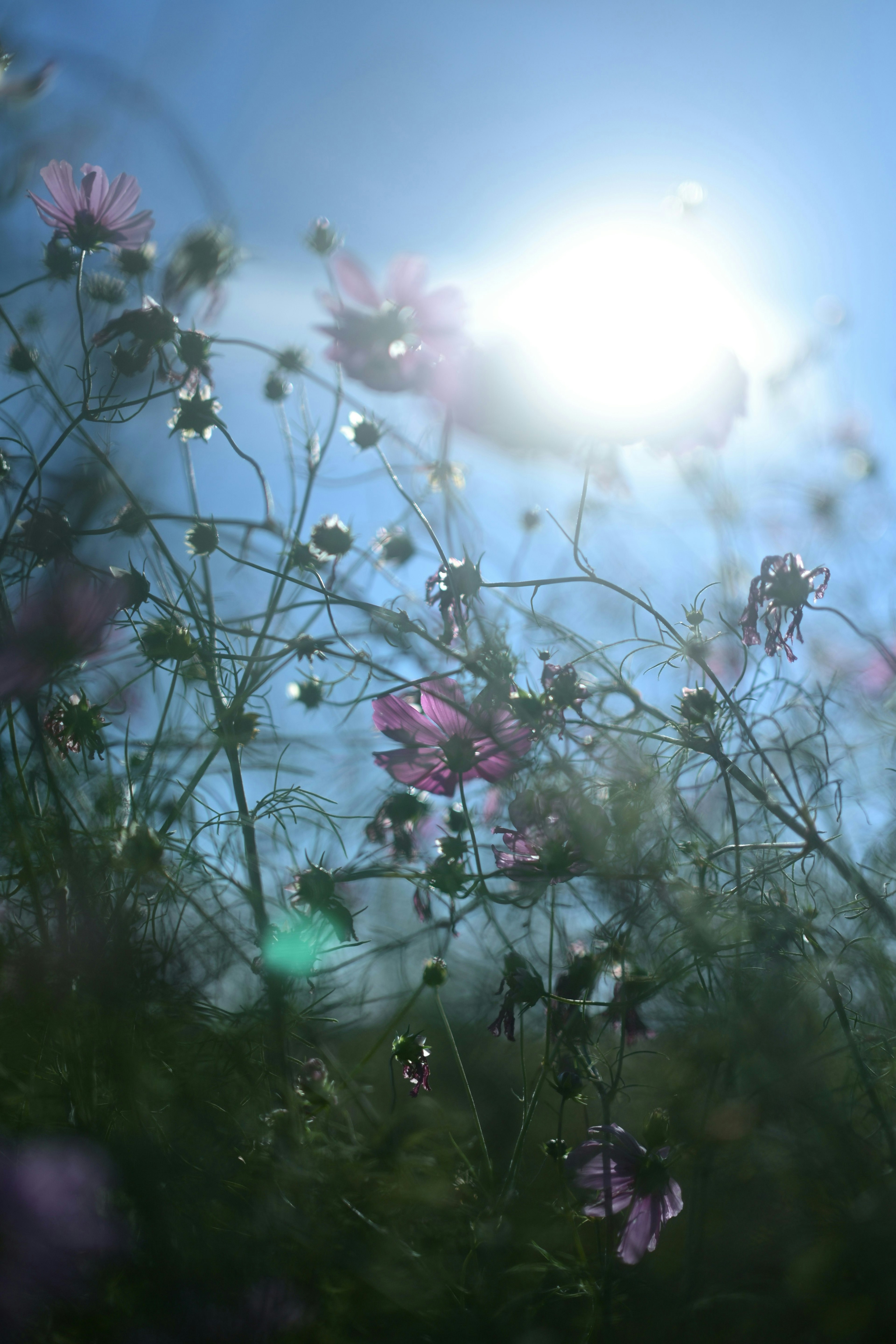 2025-06-masa-mist-light-afterglow-image-7
