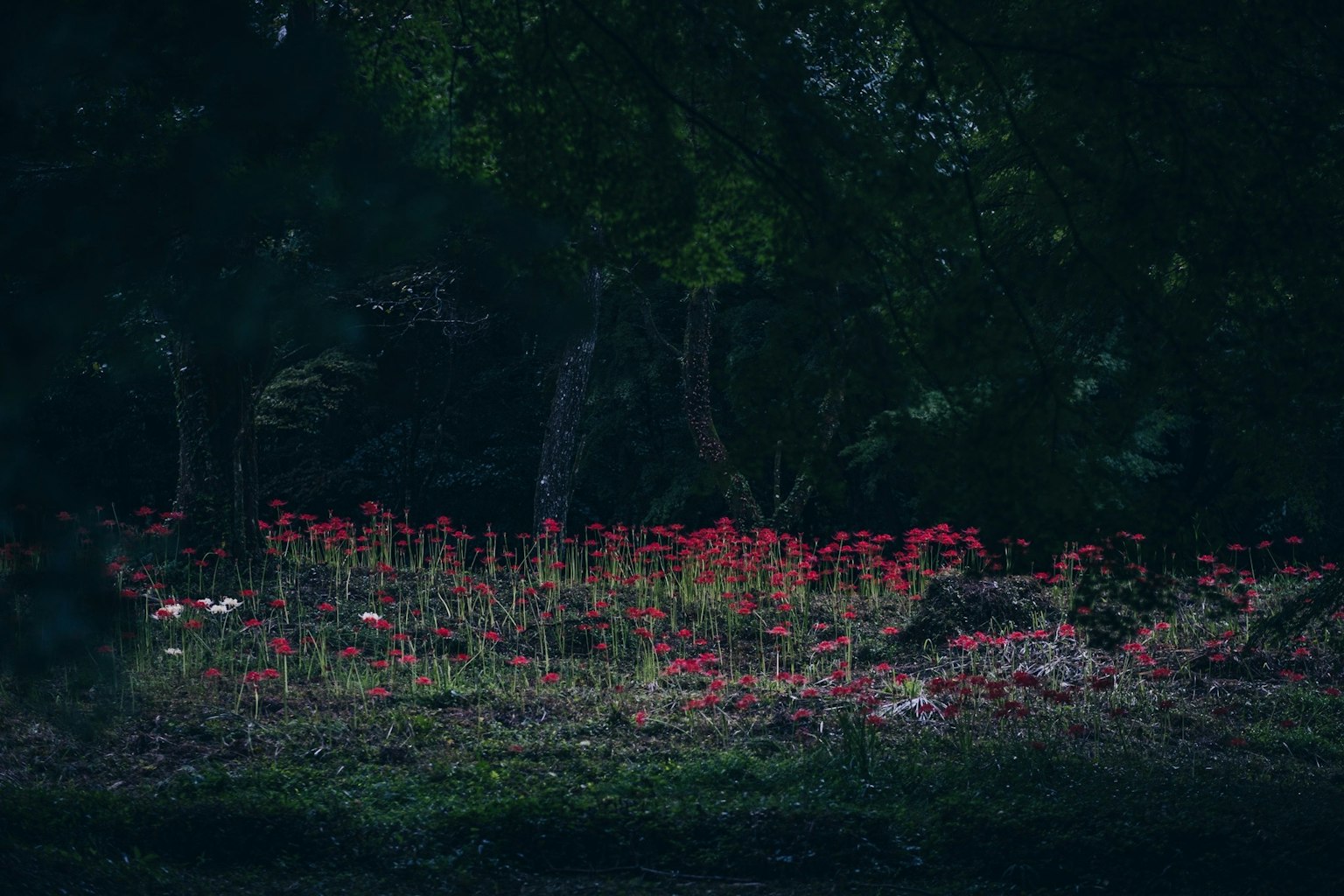 2024-10-sony-selected-for-the-good-design-award-image-2