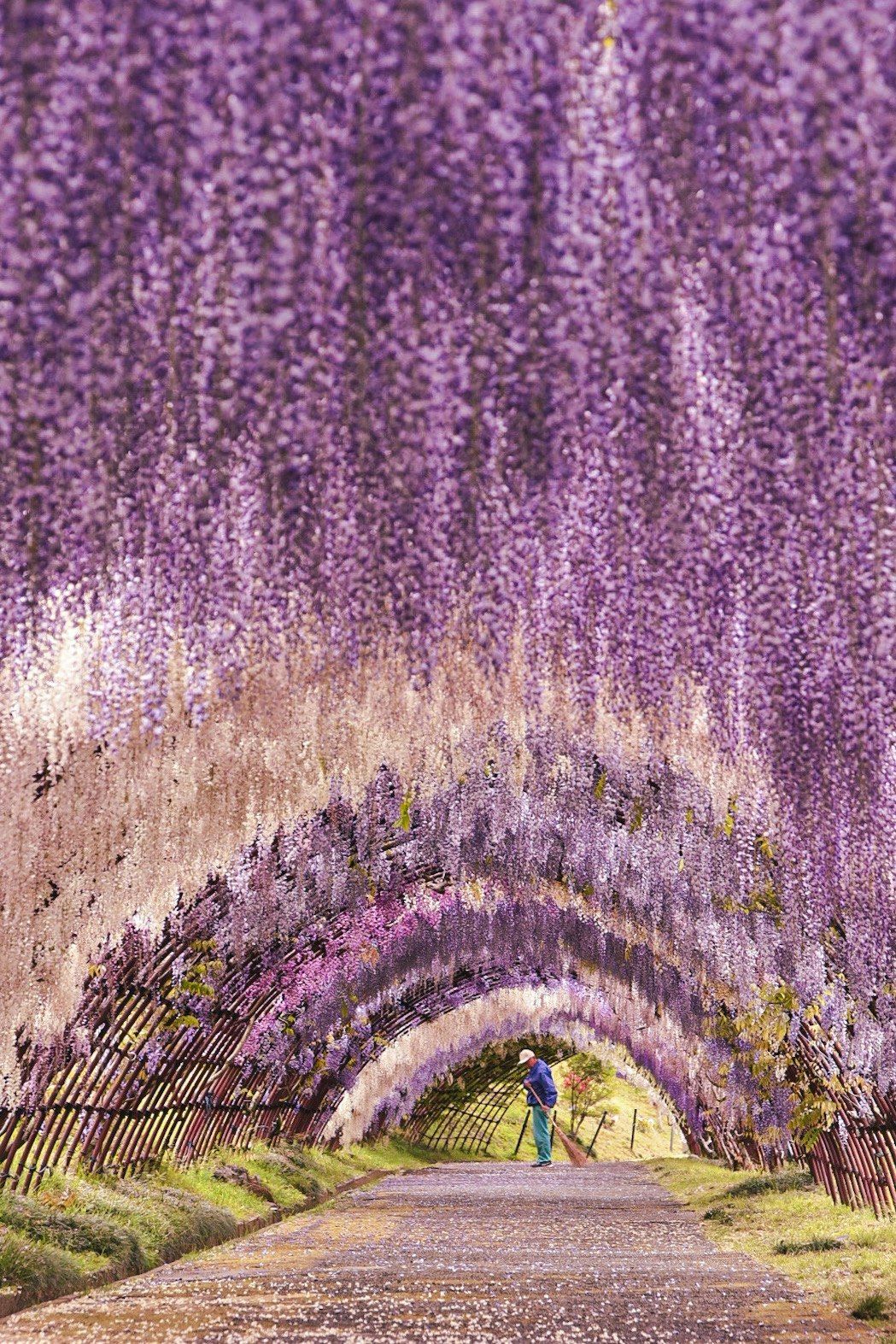 2025-04-blossoms-for-you-image-4