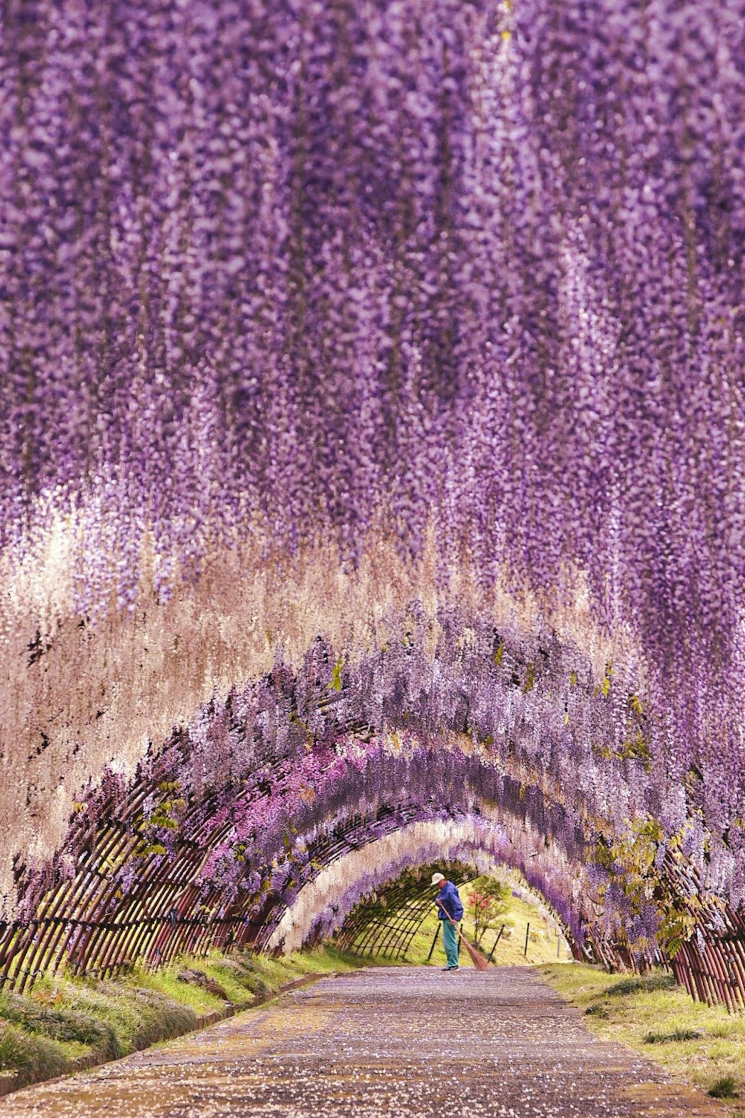 2025-04-blossoms-for-you-image-4