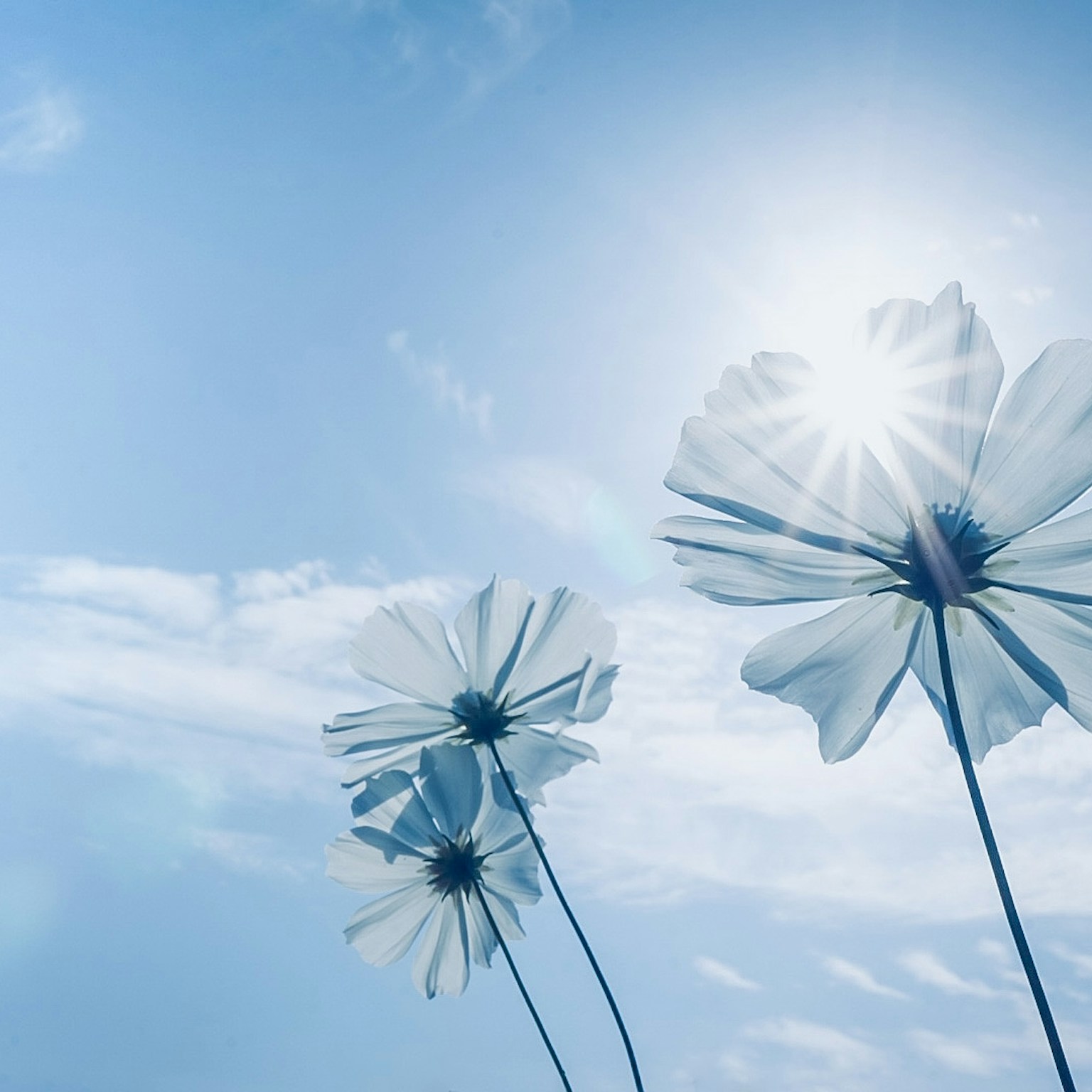 2024-05-light-basic-cover-image