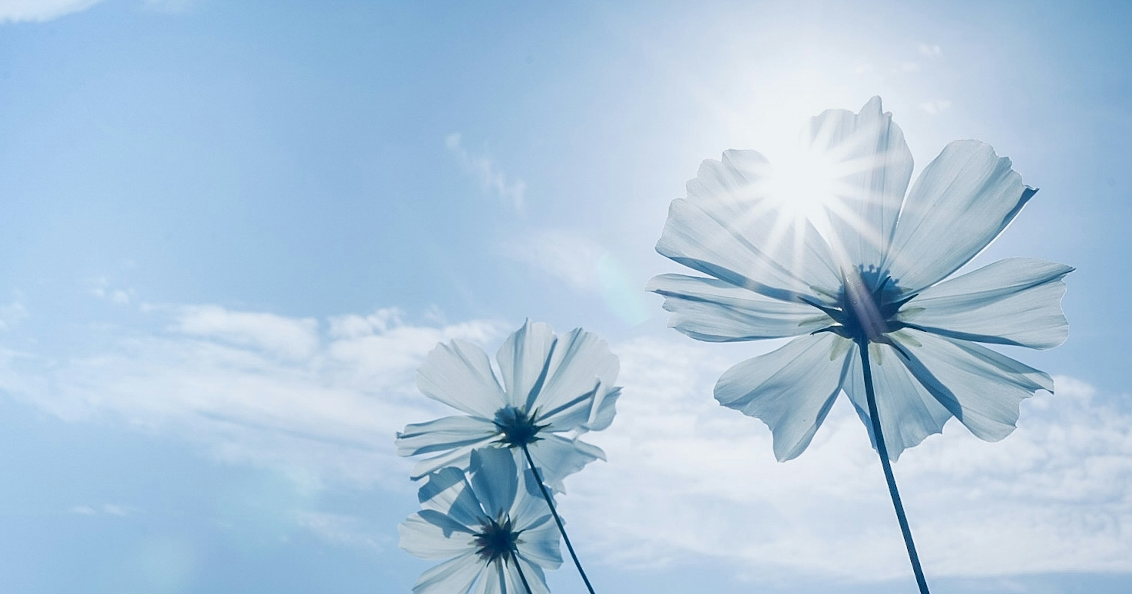 2024-05-light-basic-cover-image
