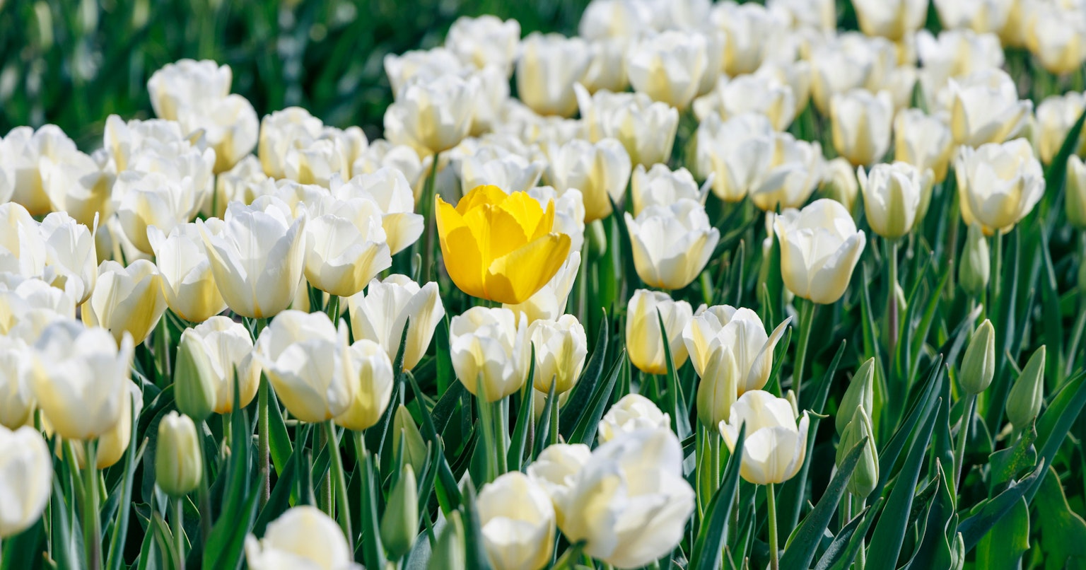 2025-04-pick-up-photos-no-94-98-cover-image