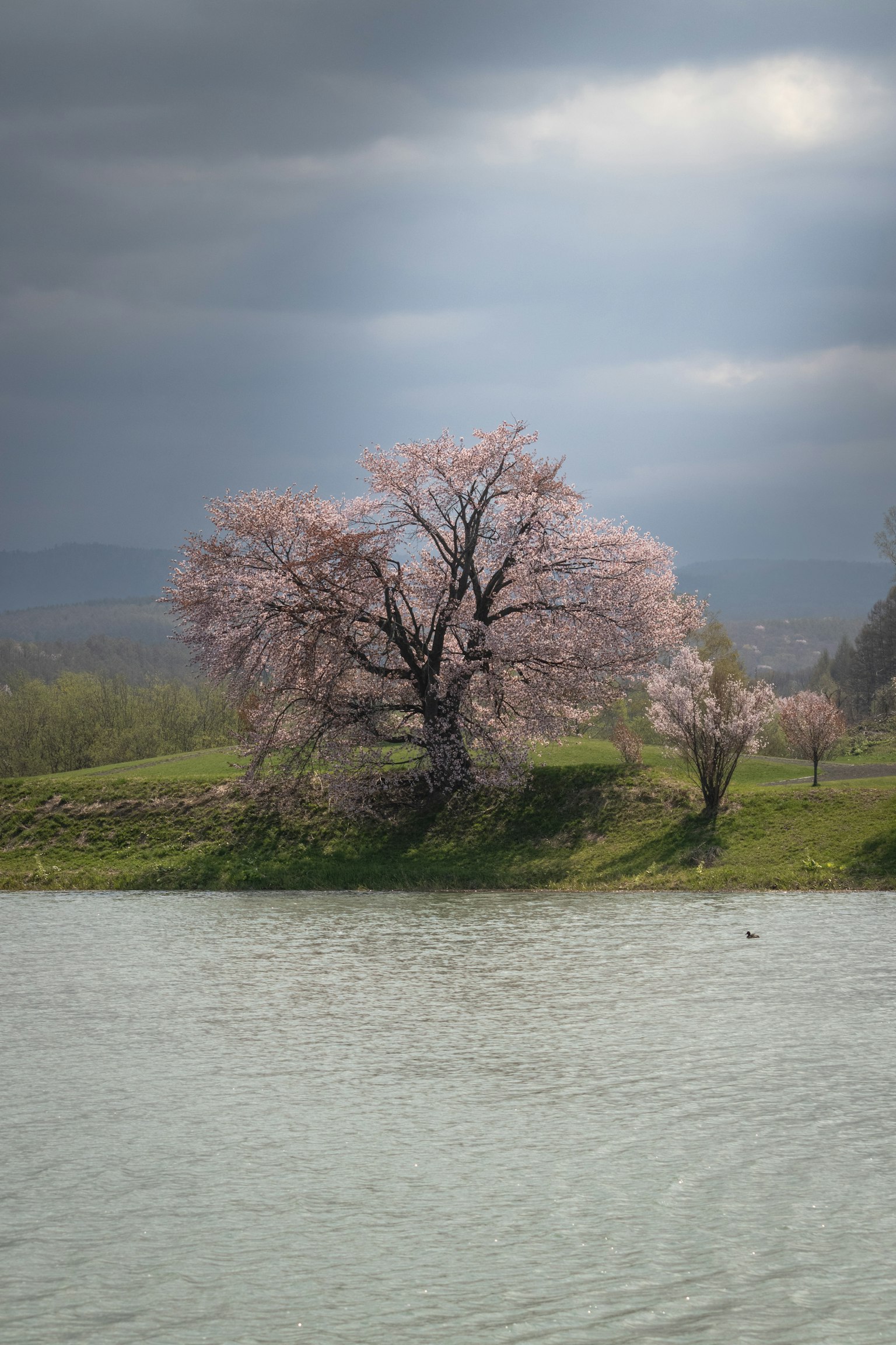 2024-06-spring-landscape-award-image-13