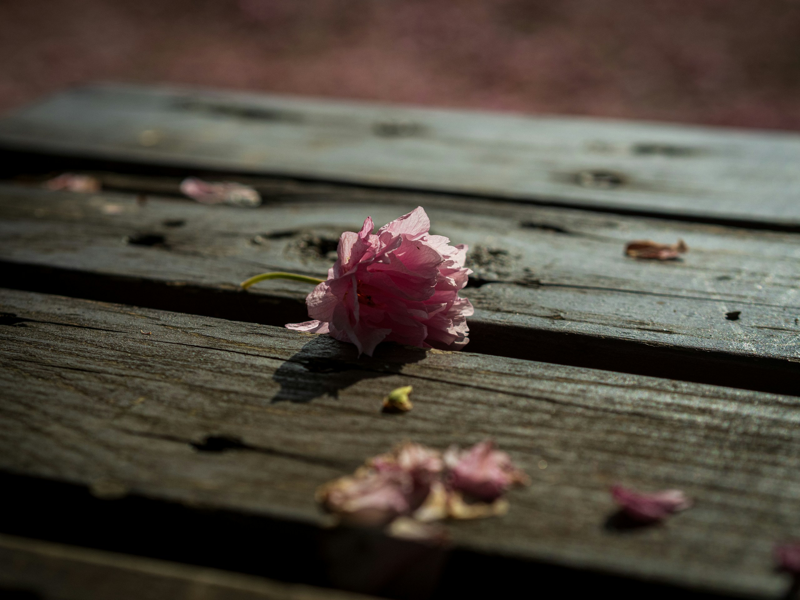 Image by Amo