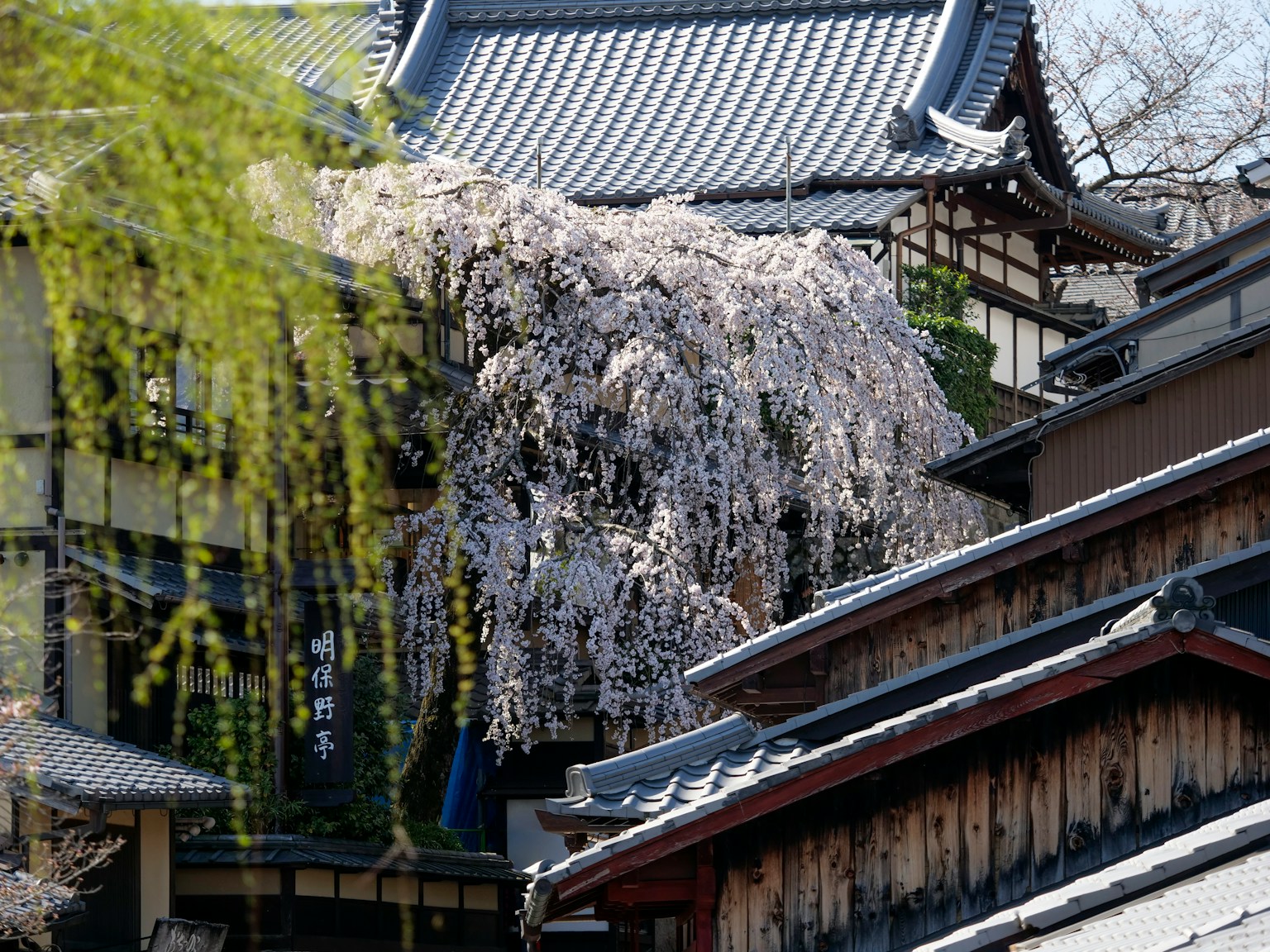 2024-09-prefecture-symbol-plant-image-9