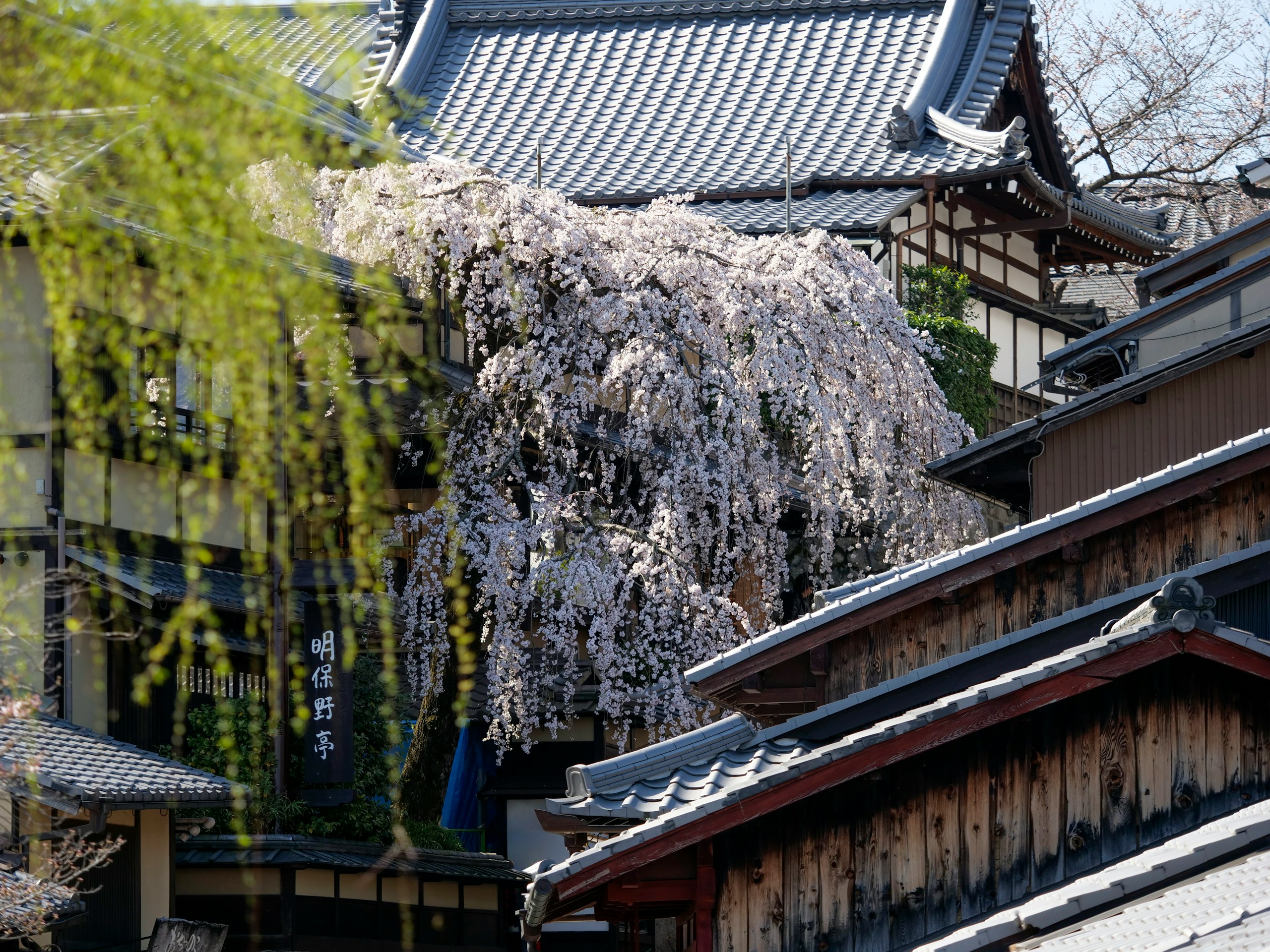 2024-09-prefecture-symbol-plant-image-9
