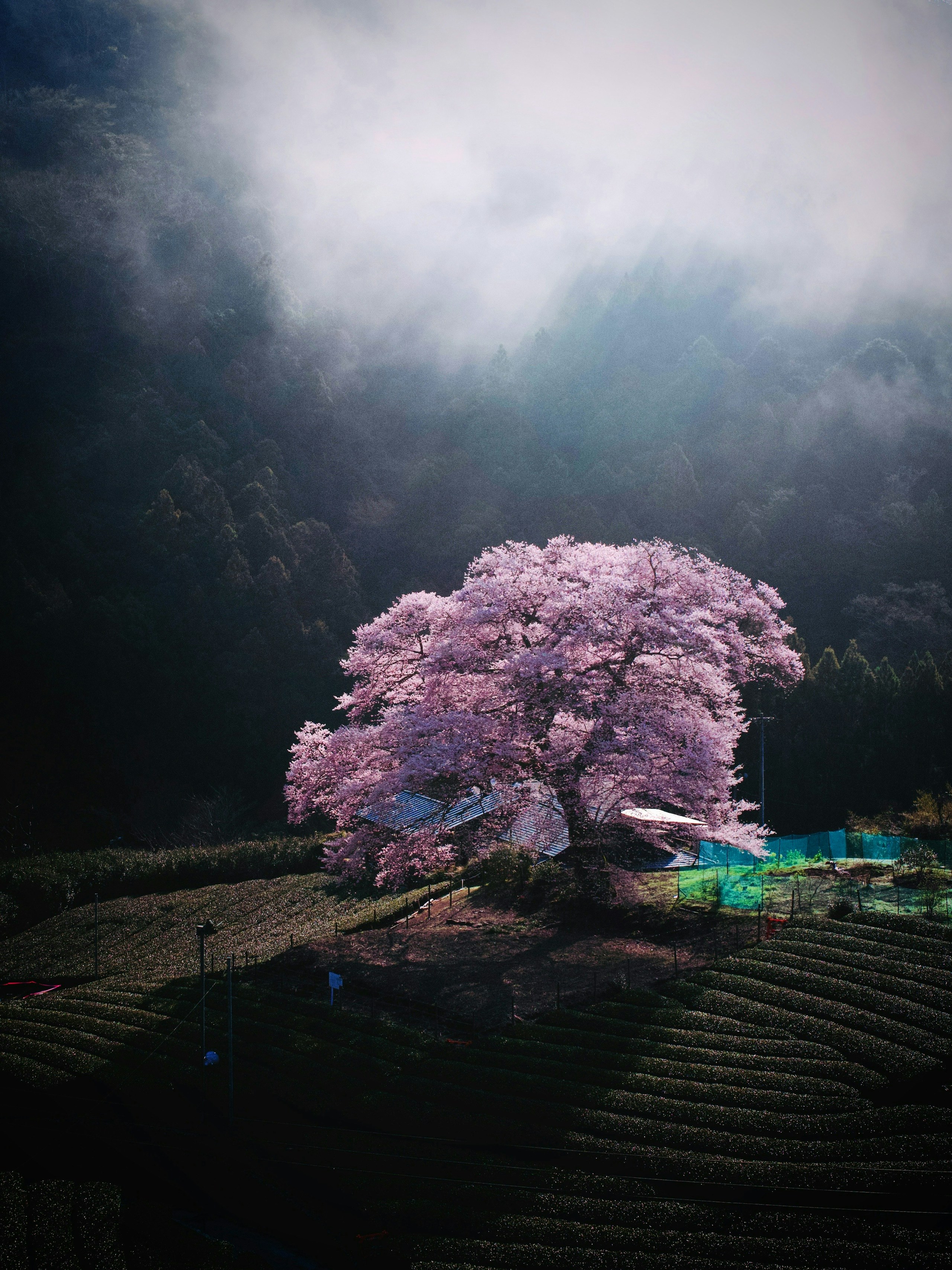 2026-04-bloom-image-4