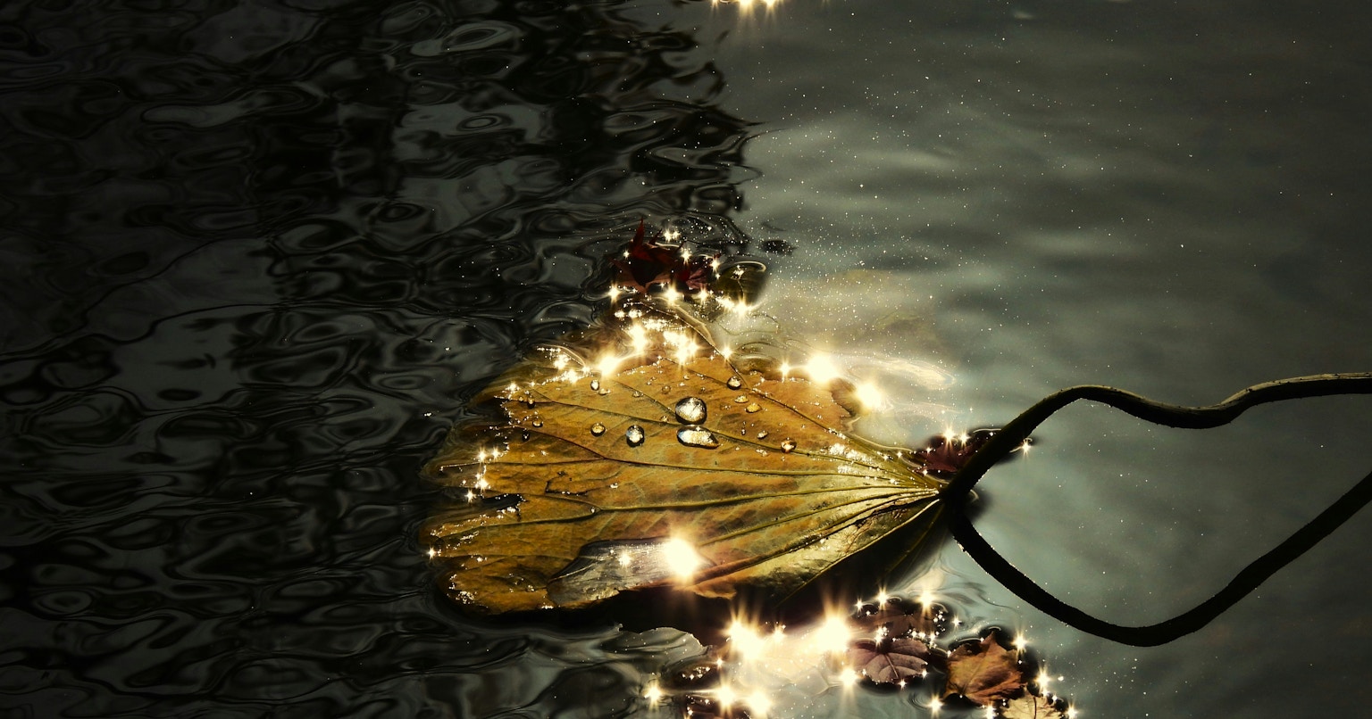 2025-01-timeless-field-award-cover-image