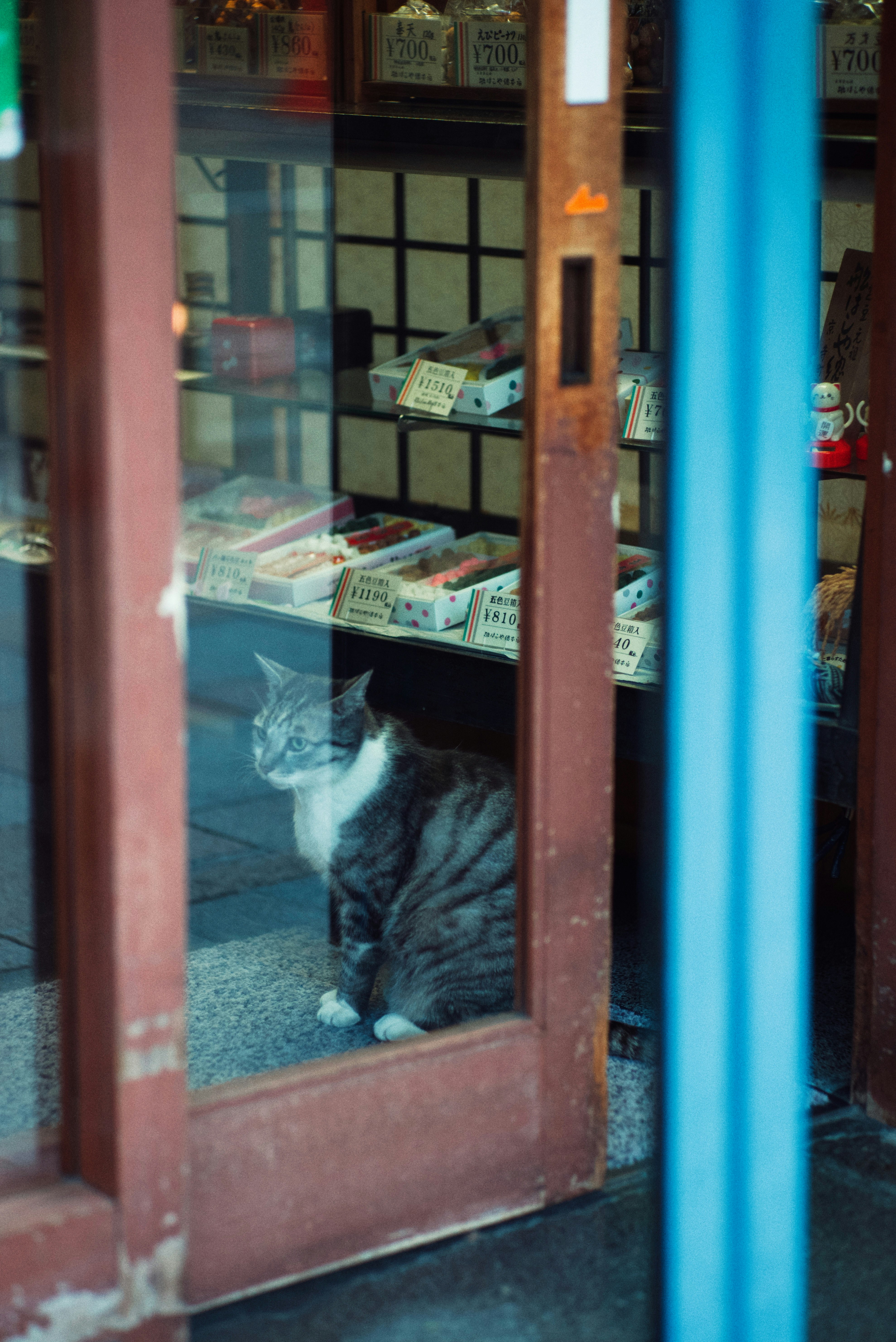 2025-11-cat-in-photography-image-5