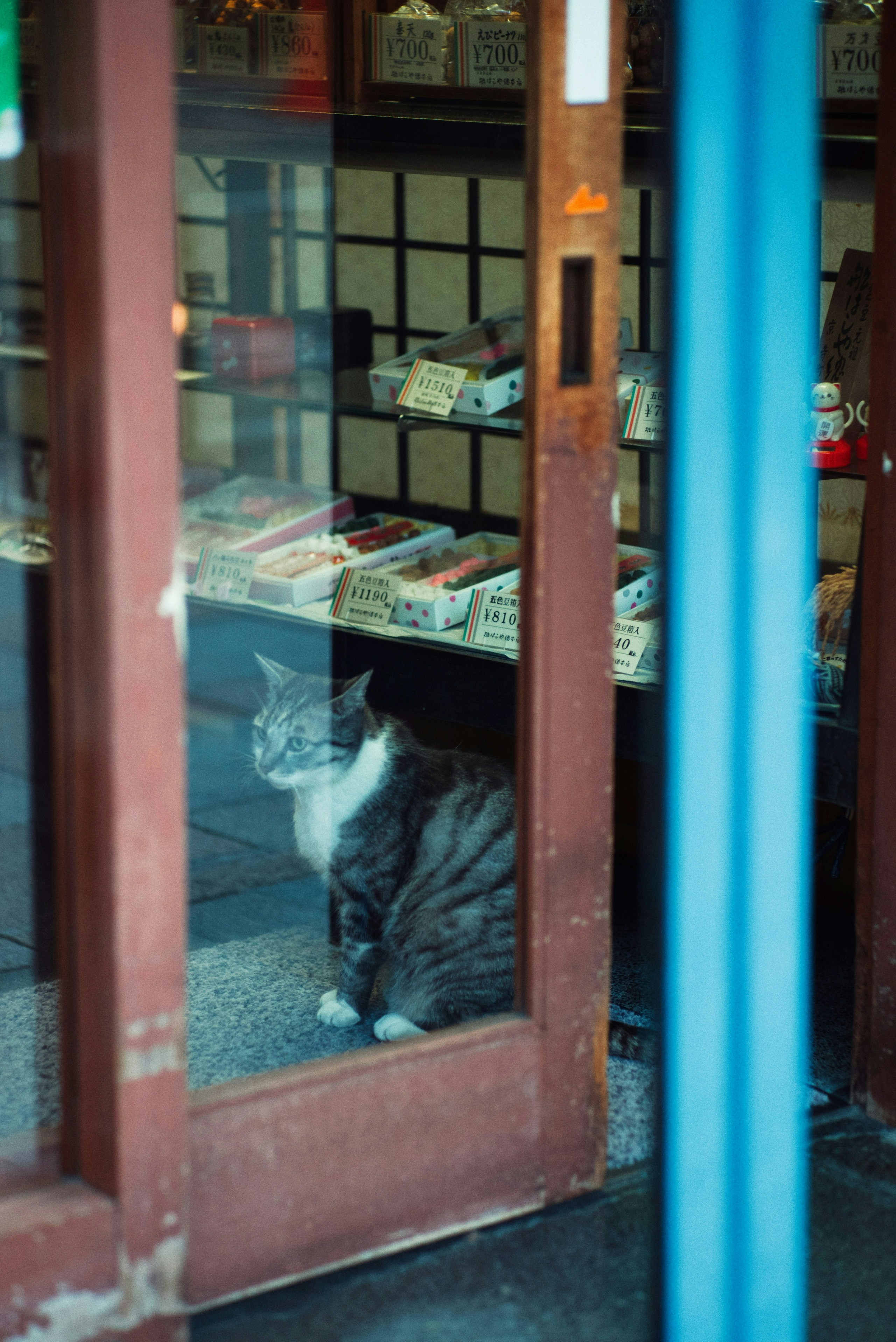 2025-11-cat-in-photography-image-5