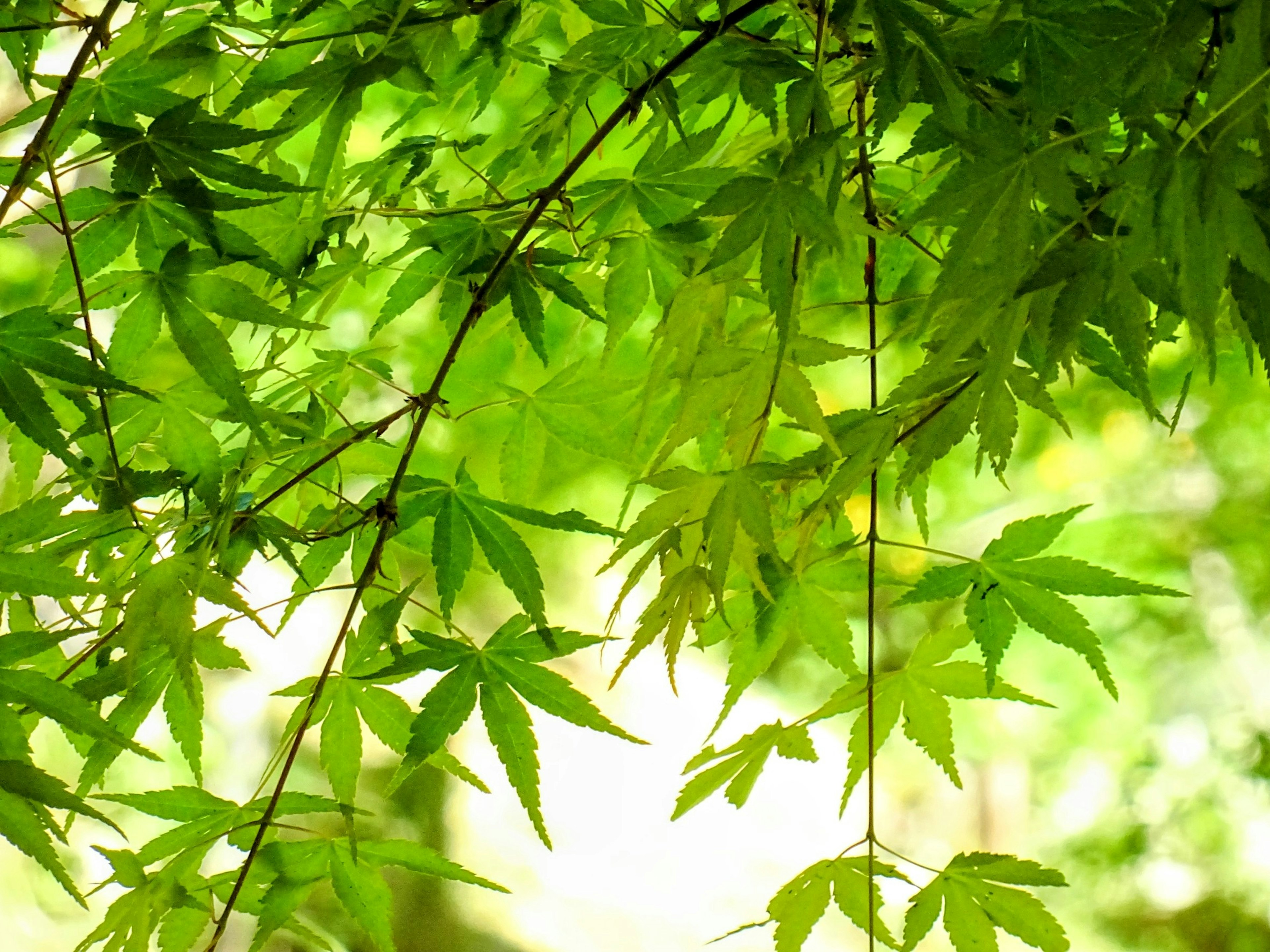 2024-05-japanese-color-image-22