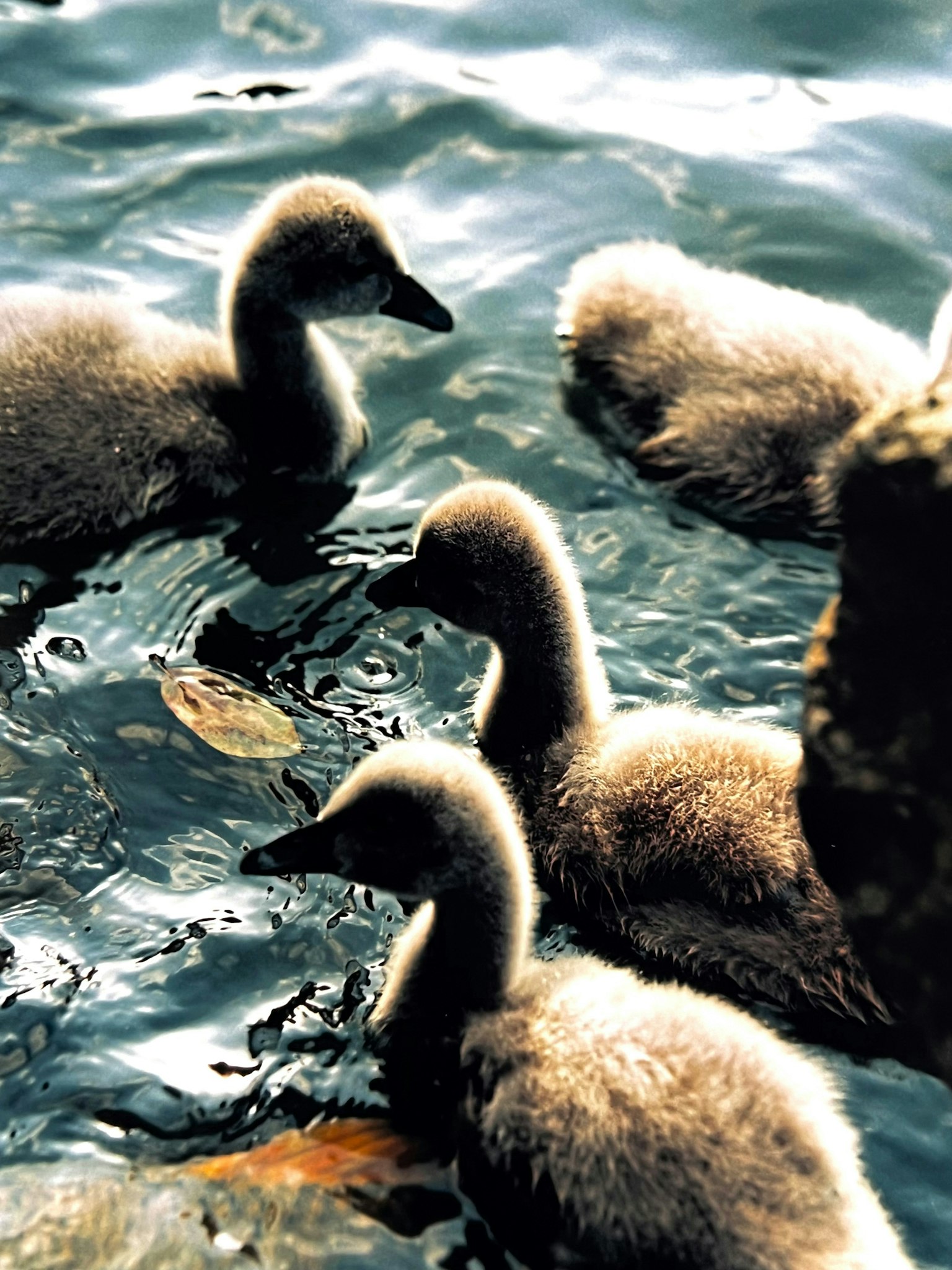 2025-09-animal-voice-in-photography-image-12