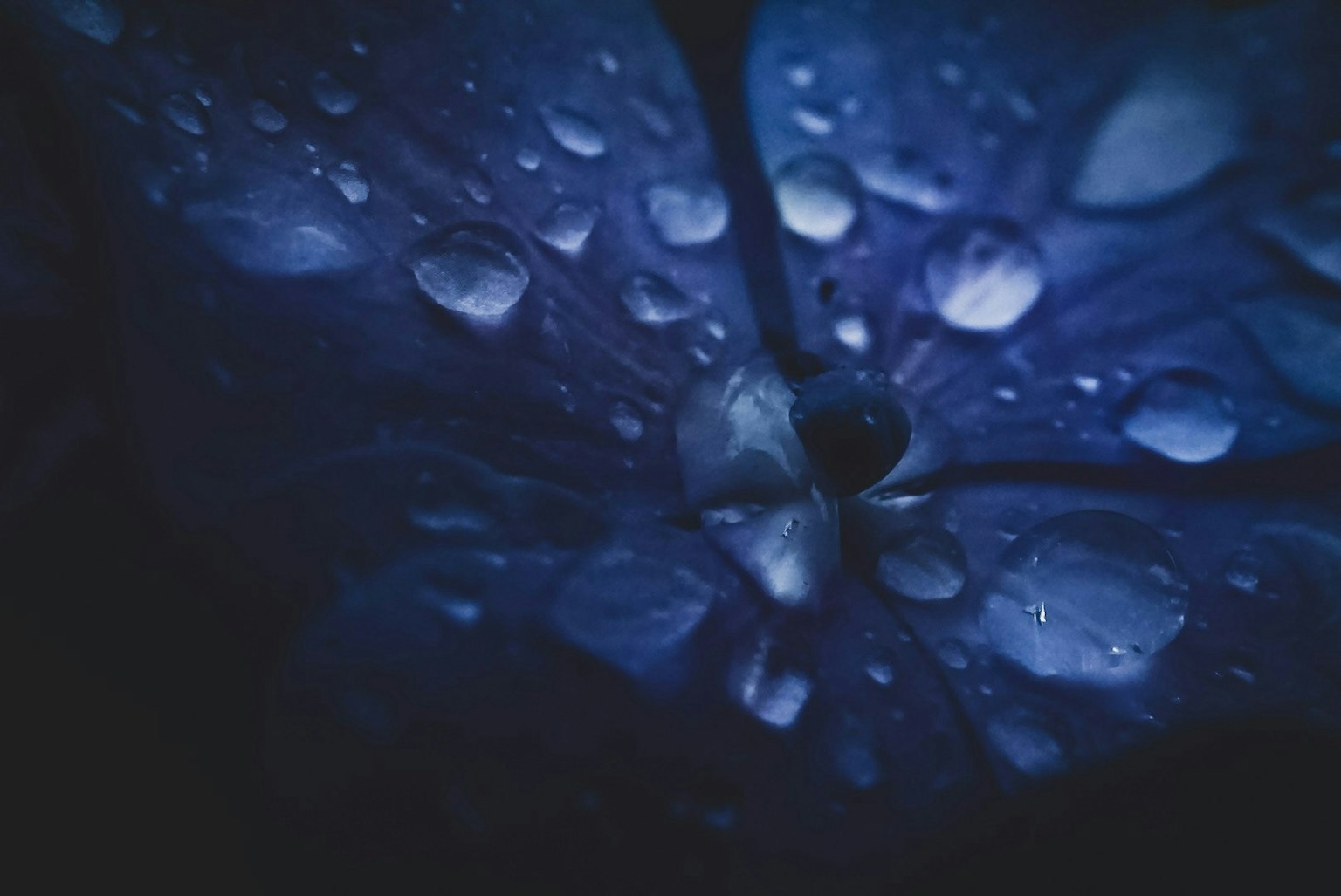 2024-11-timeless-field-image-12