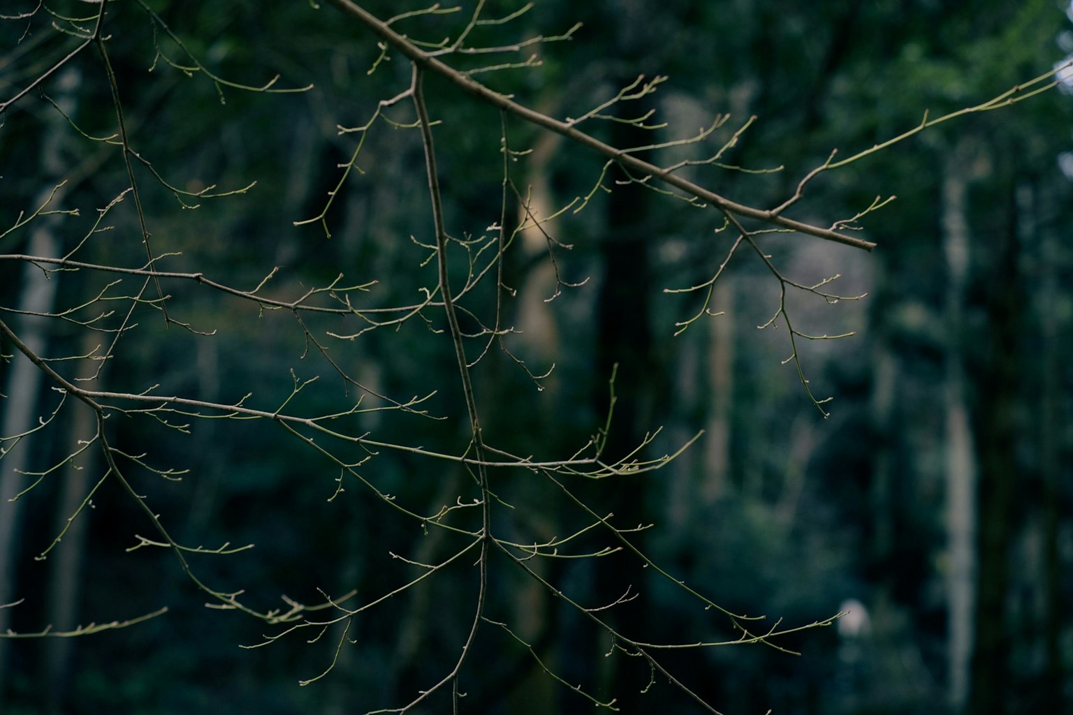 2024-02-natures-whisper-award-image-11