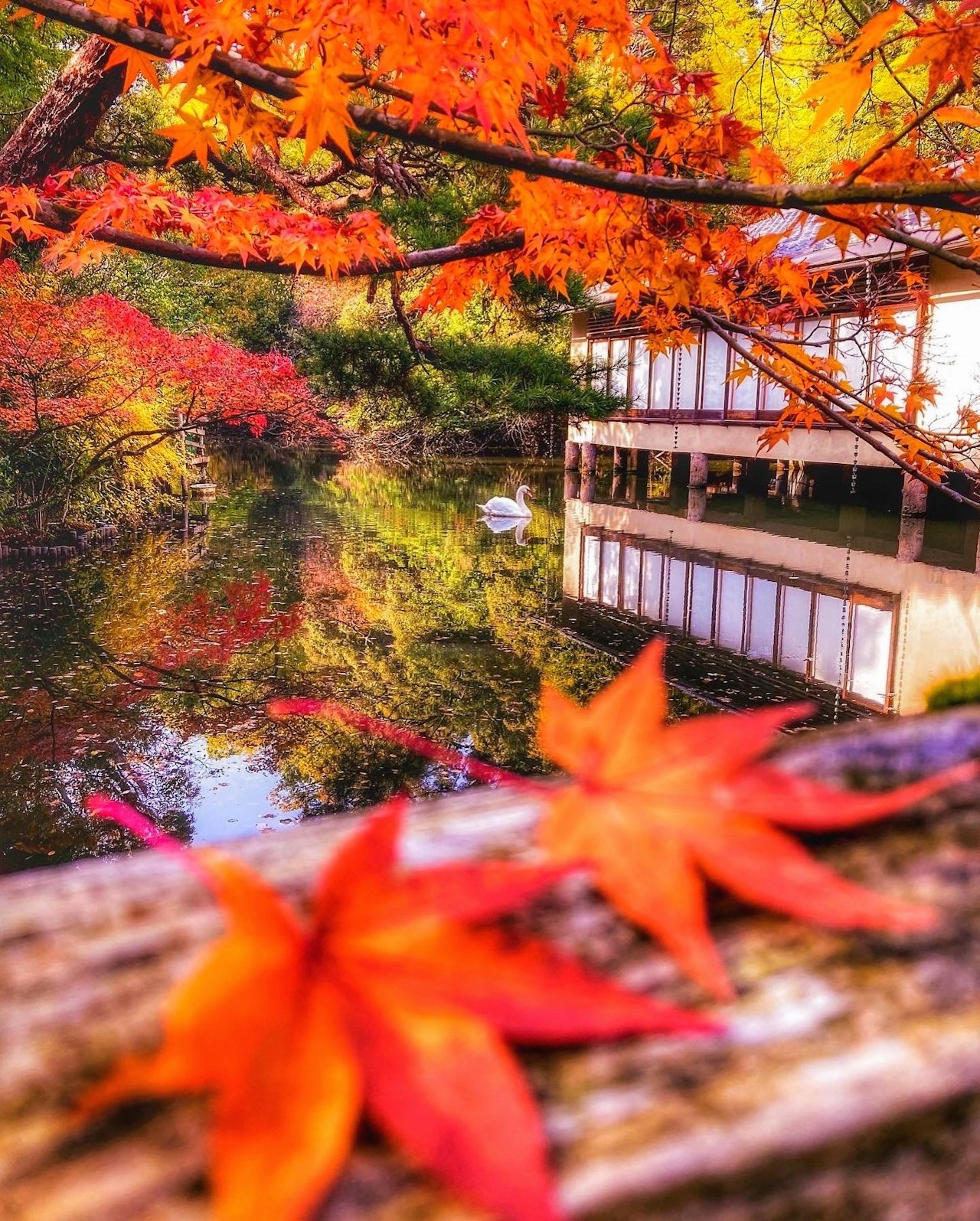 Image by macchan358