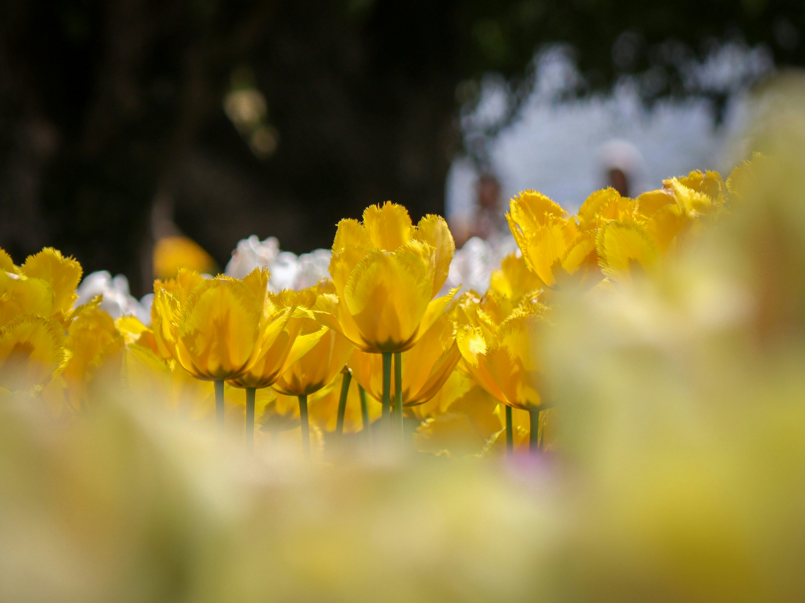 2025-04-april-photography-subjects-image-11