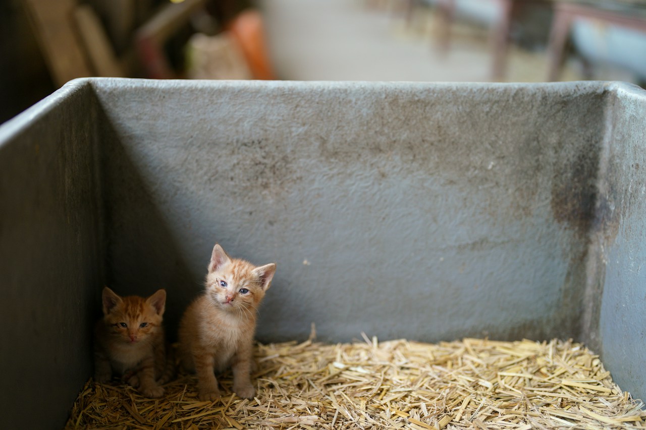 Esplorare la coesistenza tra umani e animali | Fotografo di animali Yoshihiko Sato | ISSUE #30