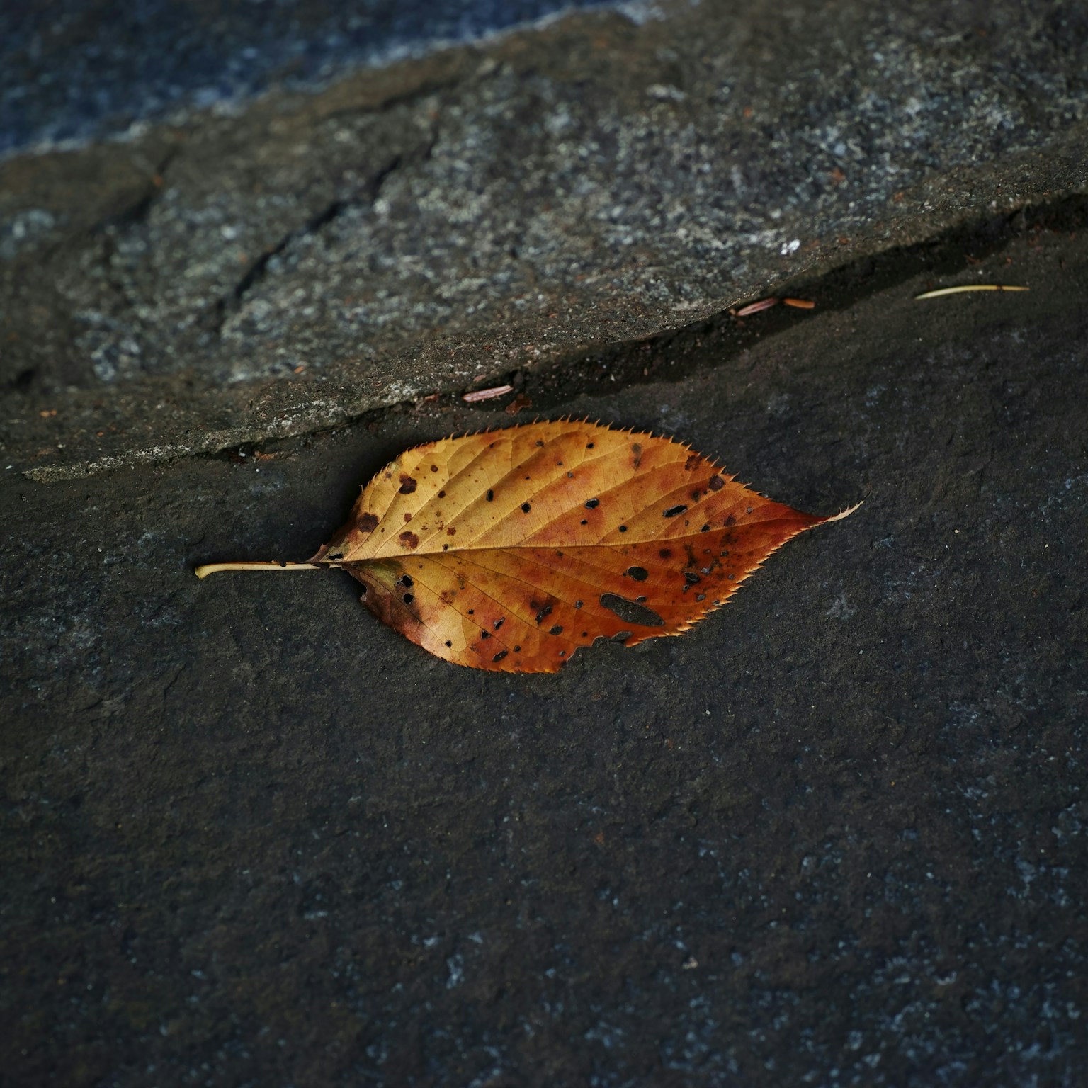 2024-12-centered-composition-cover-image