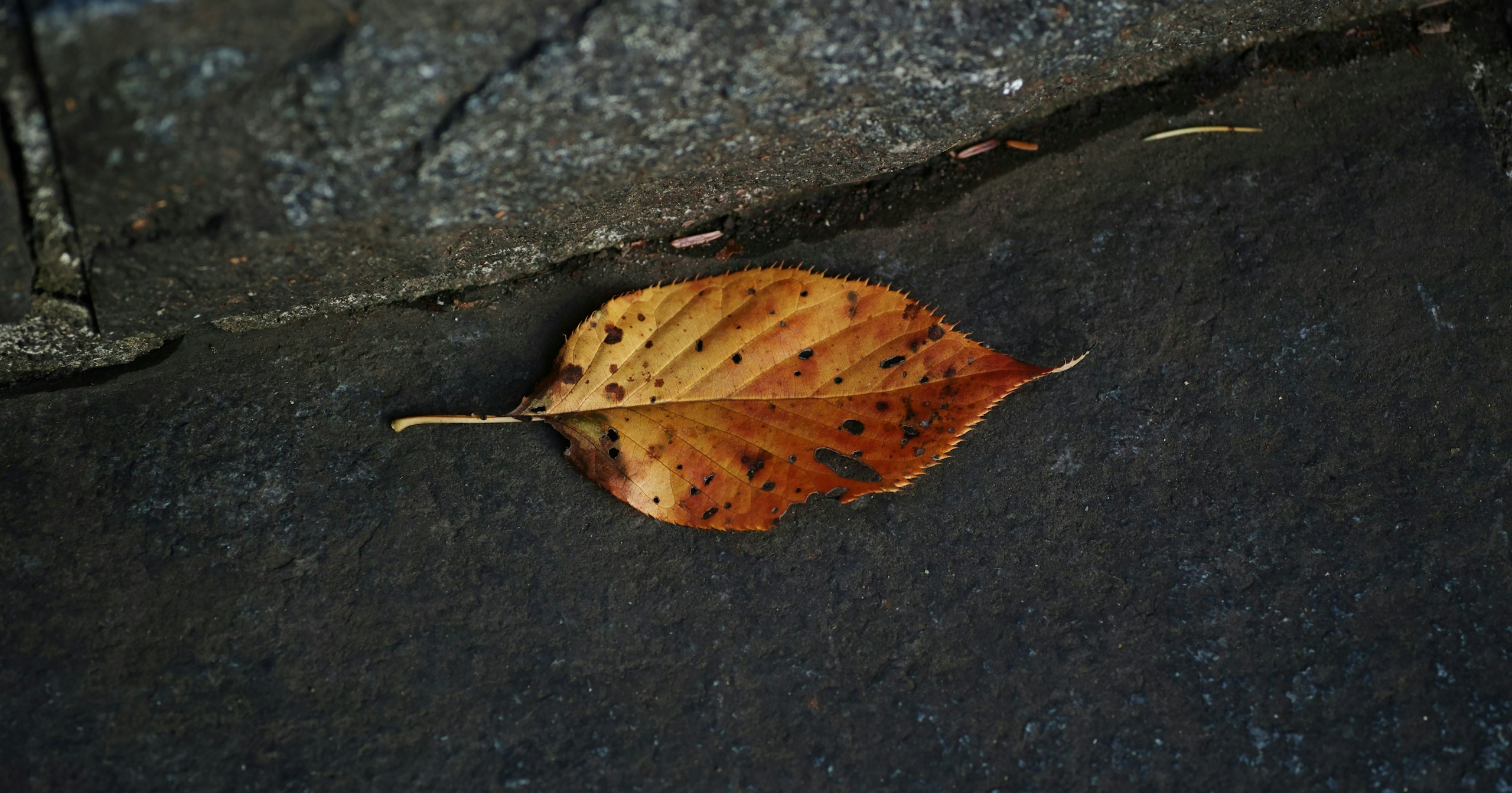 #日の丸構図 | Create Impact by Centering Your Subject | Focus #370