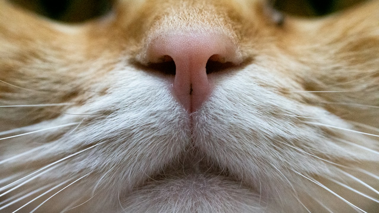 Foto oleh はくらく