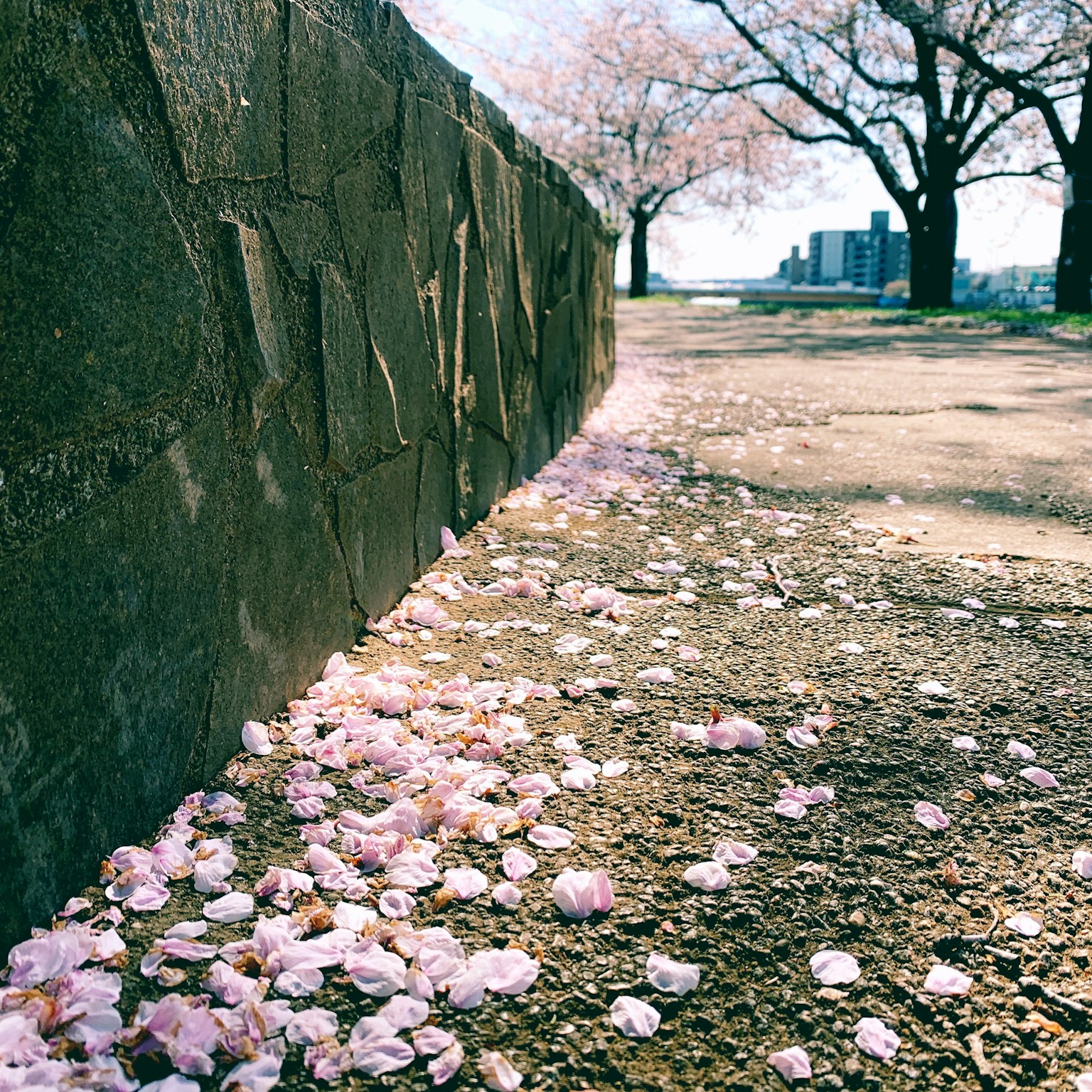 2024-03-best-time-for-hanami-cover-image