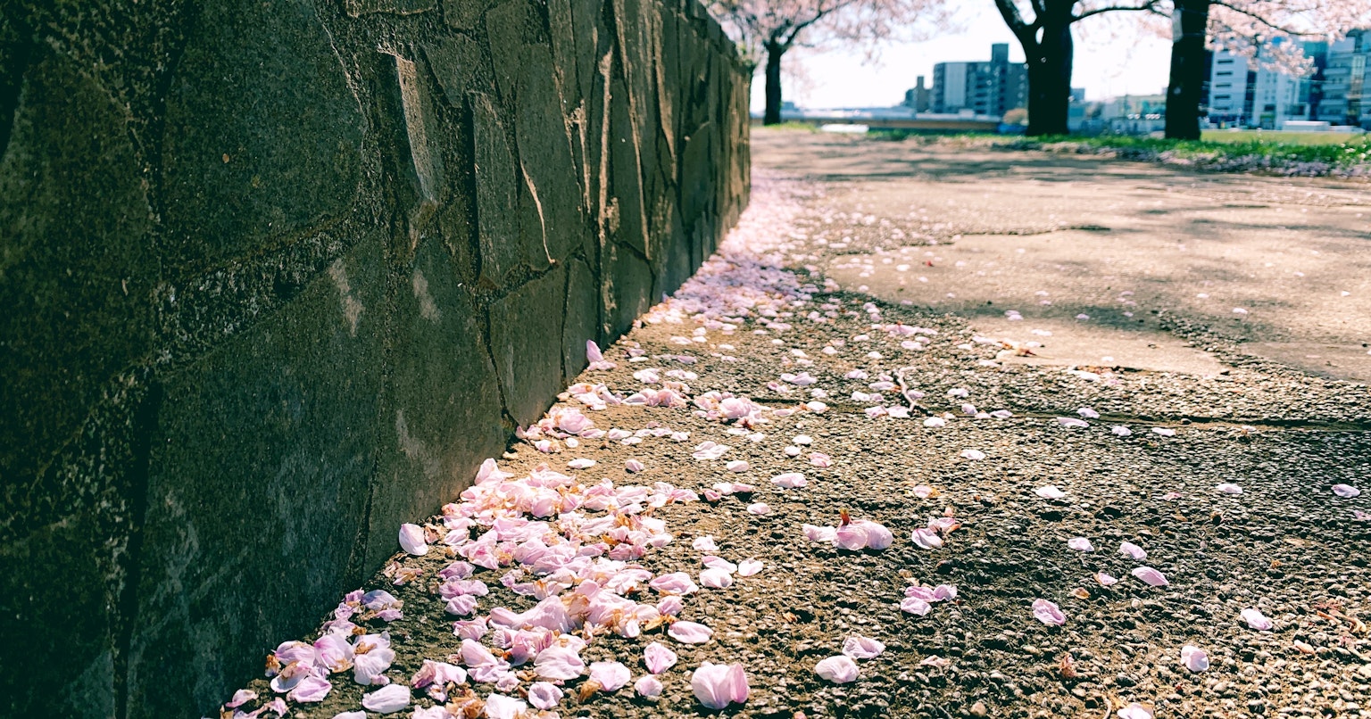 2024-03-best-time-for-hanami-cover-image