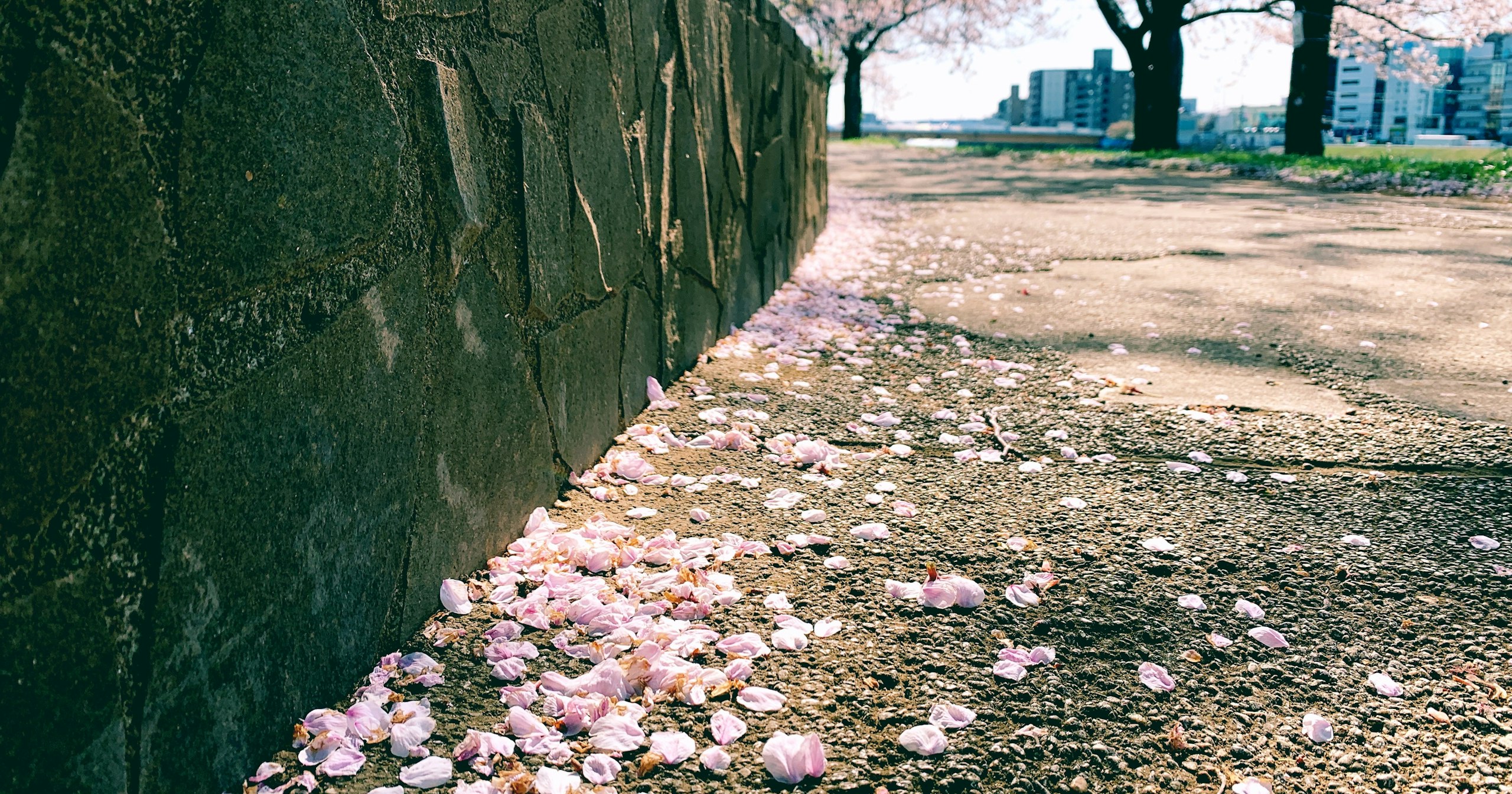 2024-03-best-time-for-hanami-cover-image