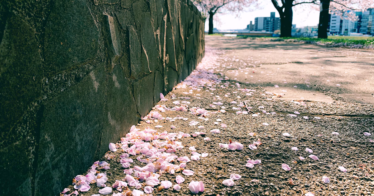Chasing the Cherry Blossom Front: Exploring Spring Across Japan | Focus #57