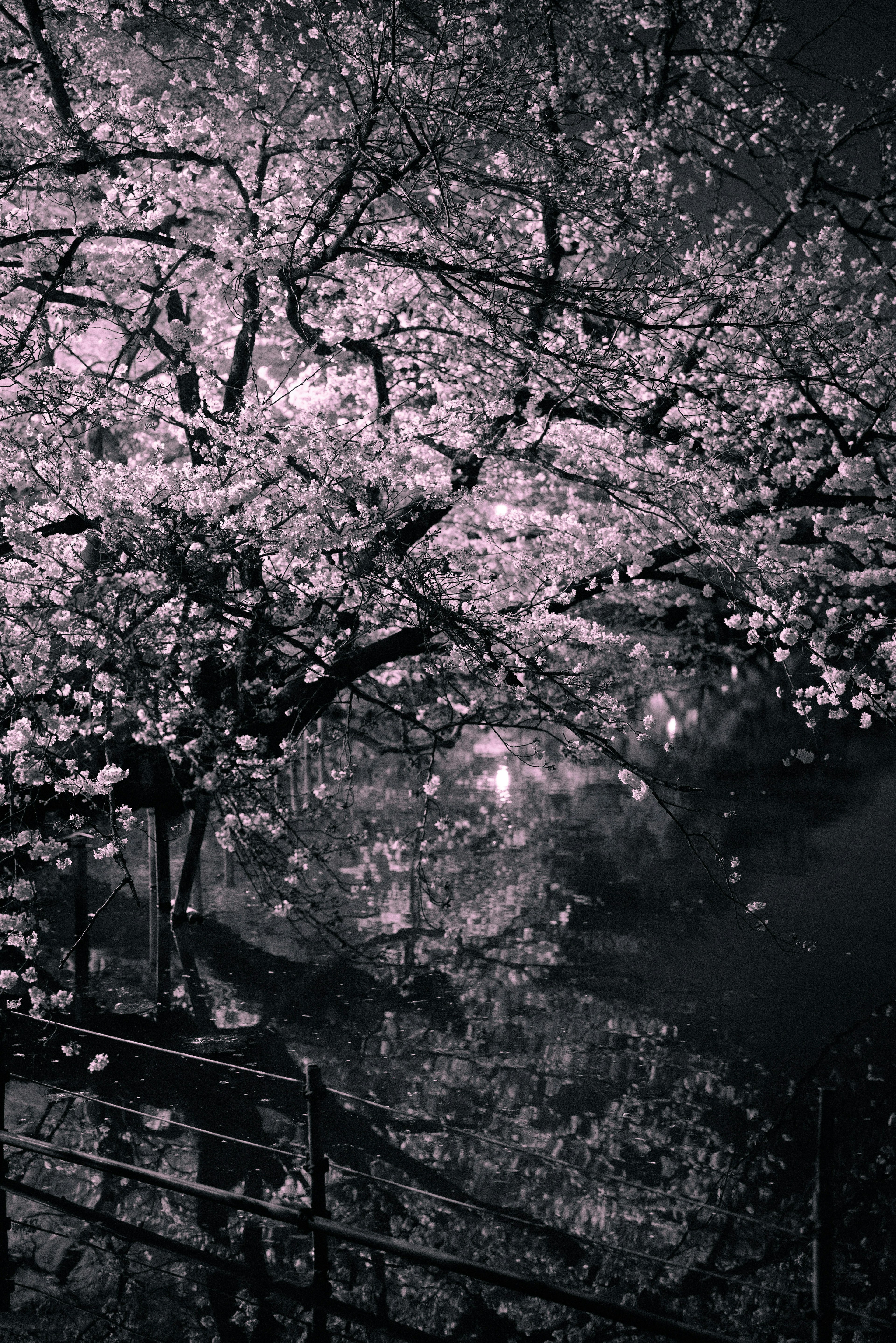 2025-06-kichijoji-camera-stores-image-2