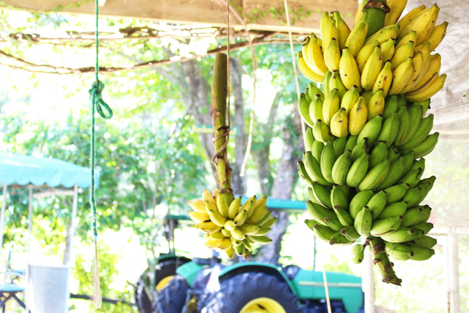 2024-05-green-meanings-image-8