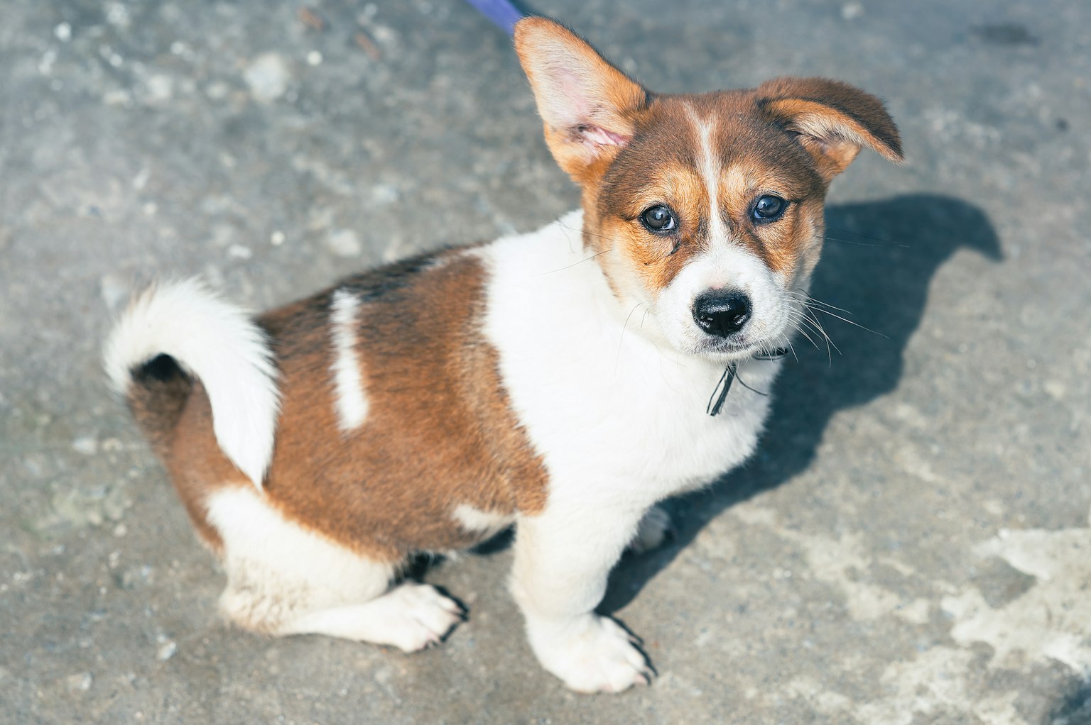 2024-04-dog-image-4