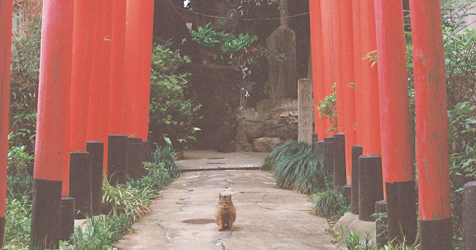 2024-06-fujifilm-color-negafilm-cover-image