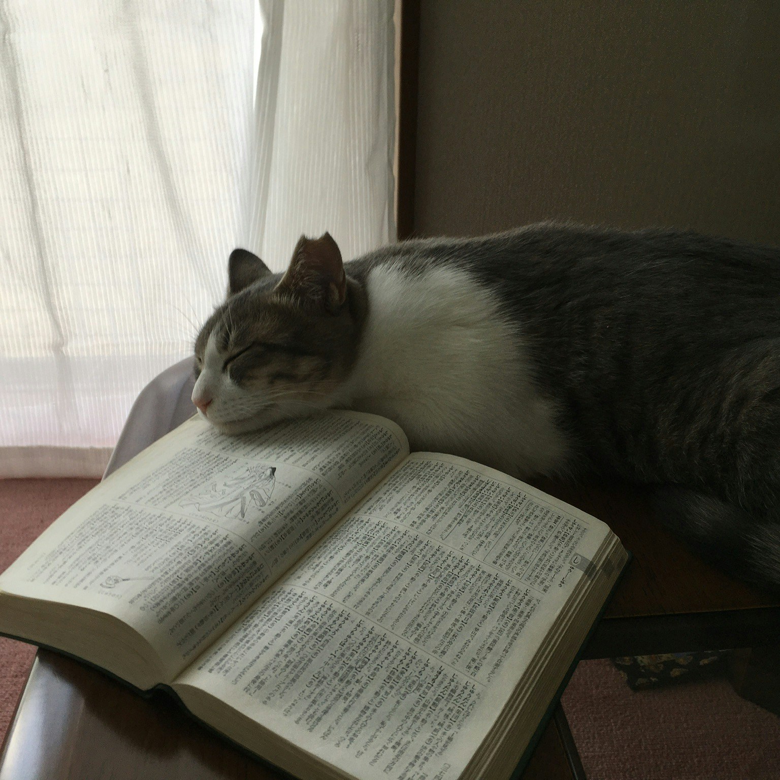 2024-02-cat-day-cover-image
