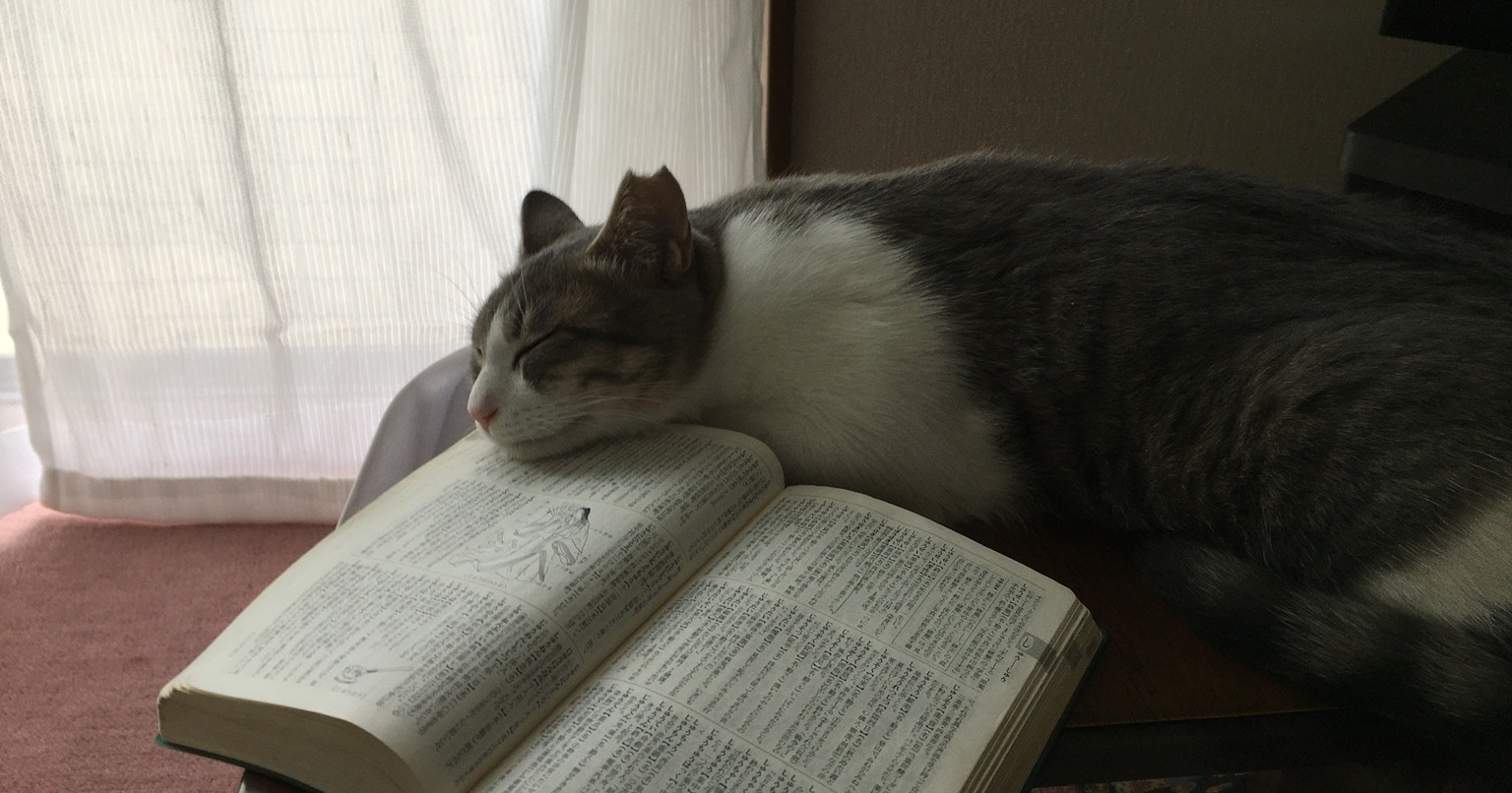 2024-02-cat-day-cover-image