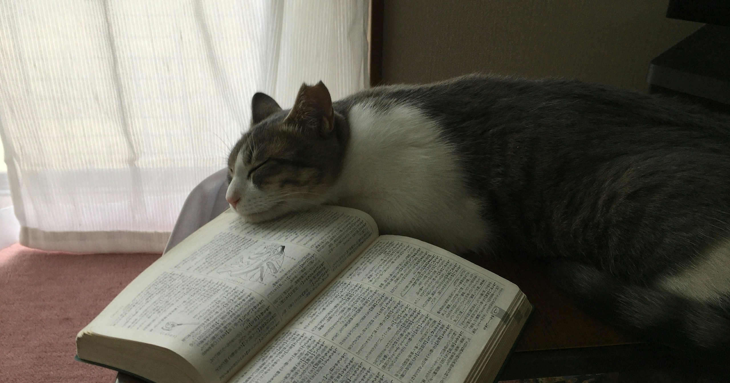 cizucu 주최 『Cat Day』| Challenge #70