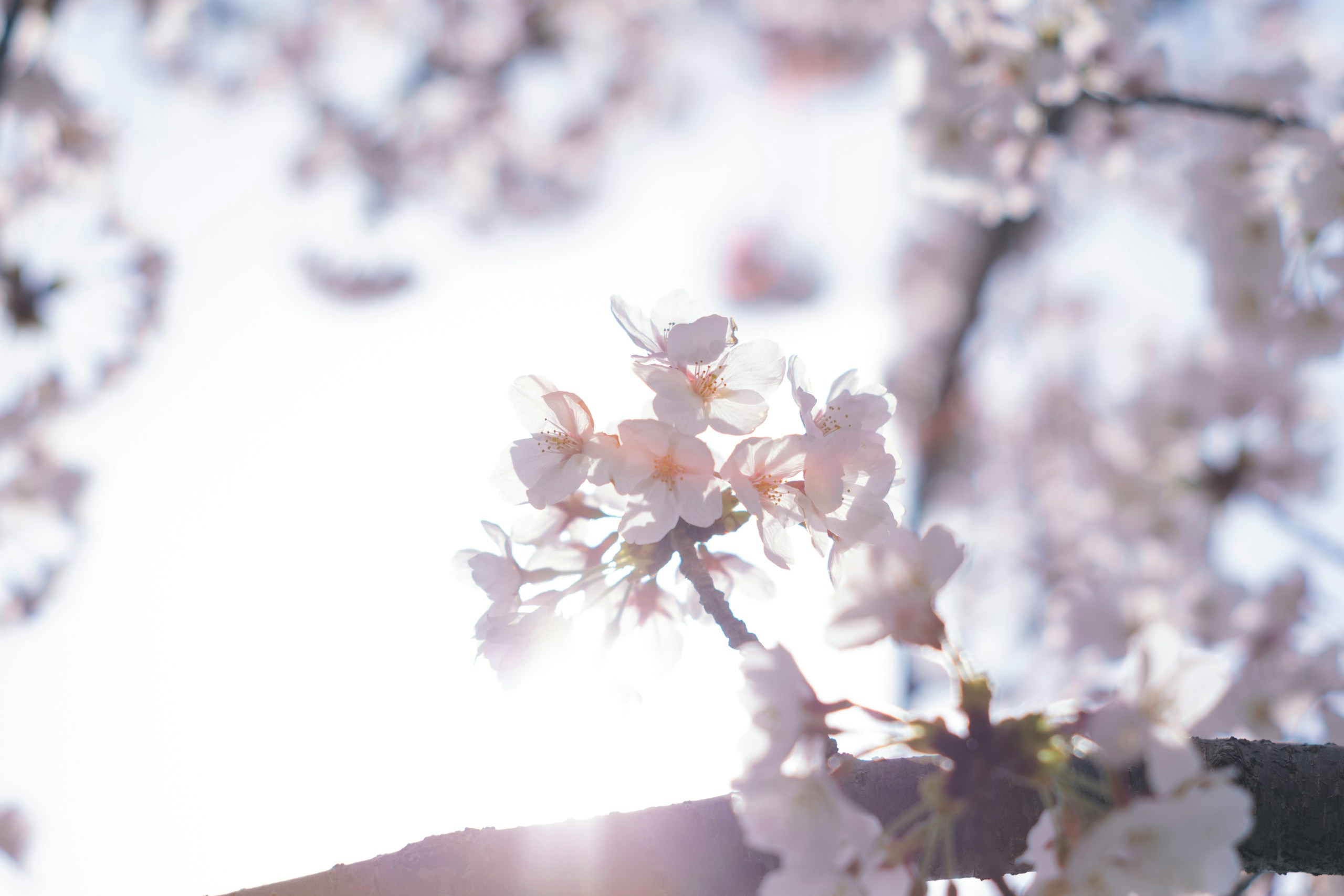2026-03-cherry-blossom-memory-image-12